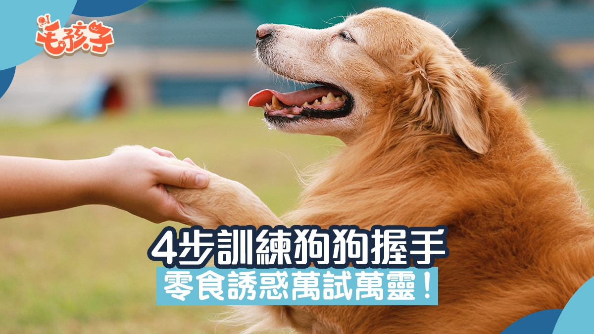 4步即可訓練狗狗握手零食誘惑萬試萬靈這時間的訓練功效最低