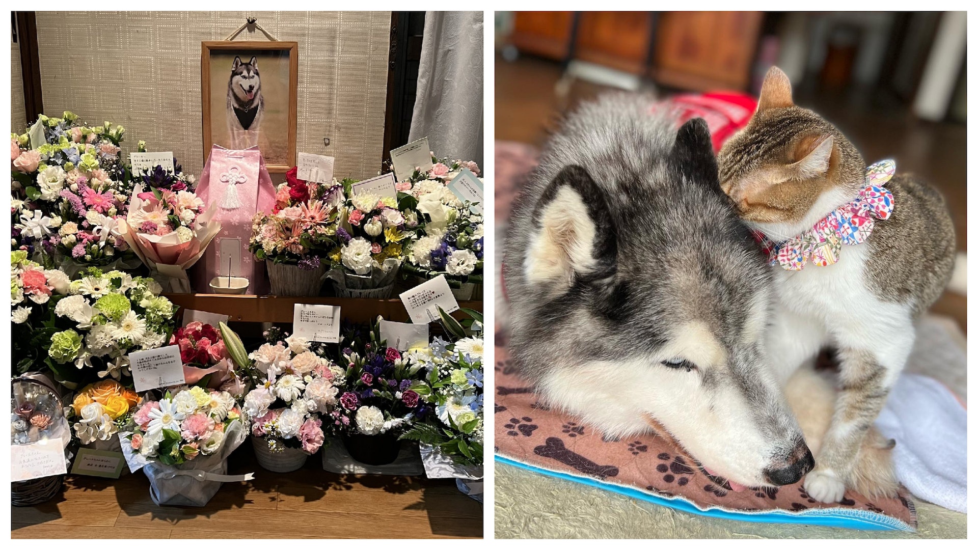 雪橇犬過世一週貓咪仍獨守靈堂 落寞背影惹哭萬千網民:是真感情 雪橇犬過世一週貓咪仍獨守靈堂 落寞背影惹哭萬千網民:是真感情