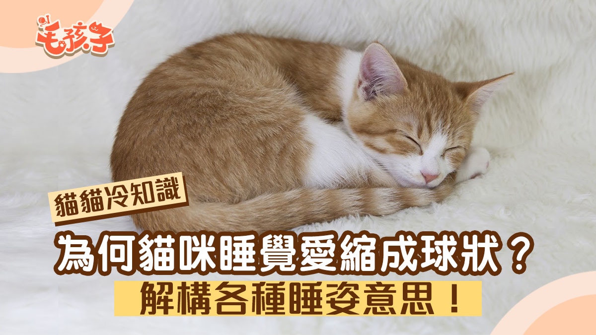 貓貓冷知識｜為何主子睡覺愛縮成球狀？ 各種睡姿的意思你知幾多
