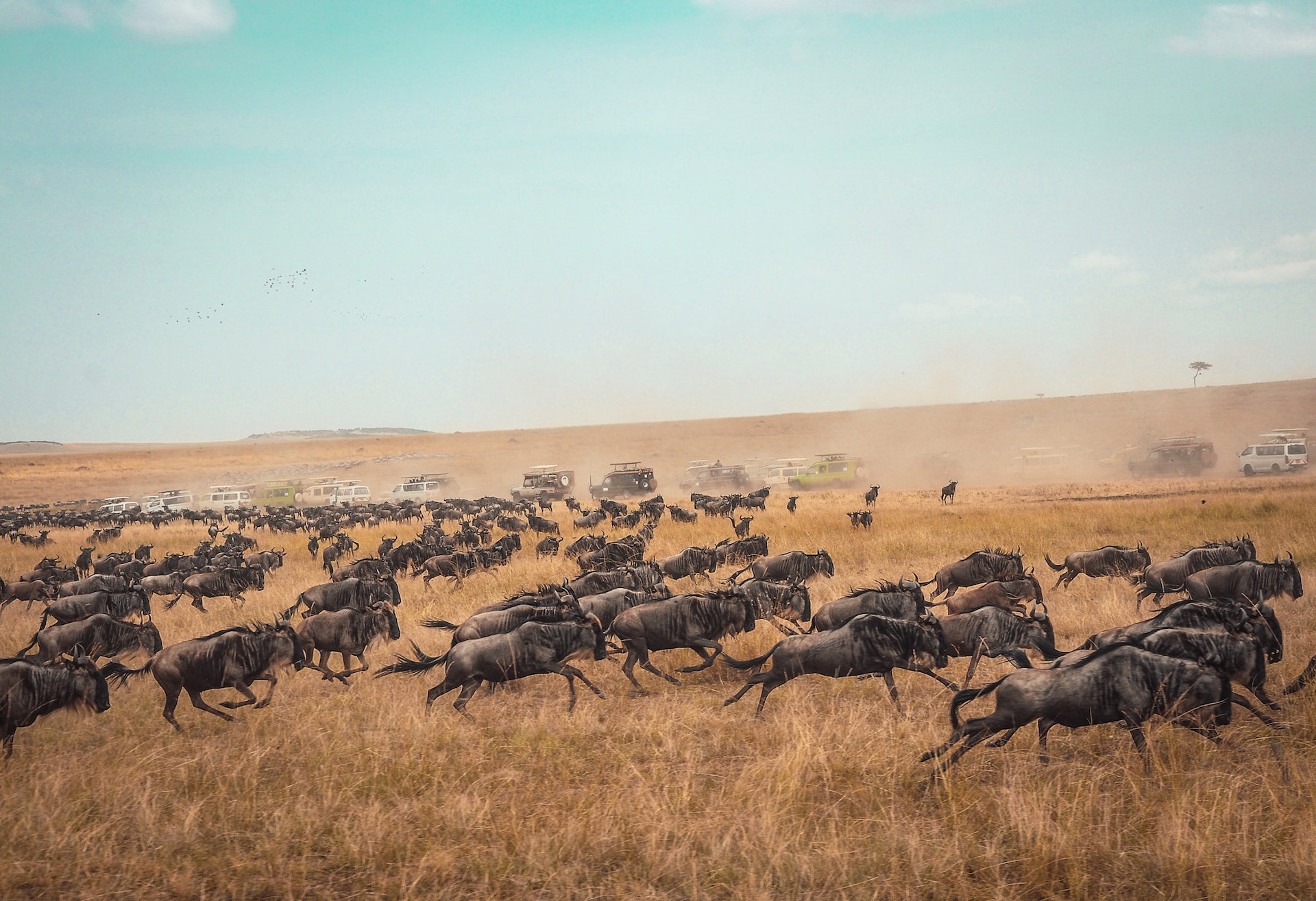(Πίστωση εικόνας: Unsplash@Animal migration) (Πίστωση εικόνας: Unsplash@Animal migration)