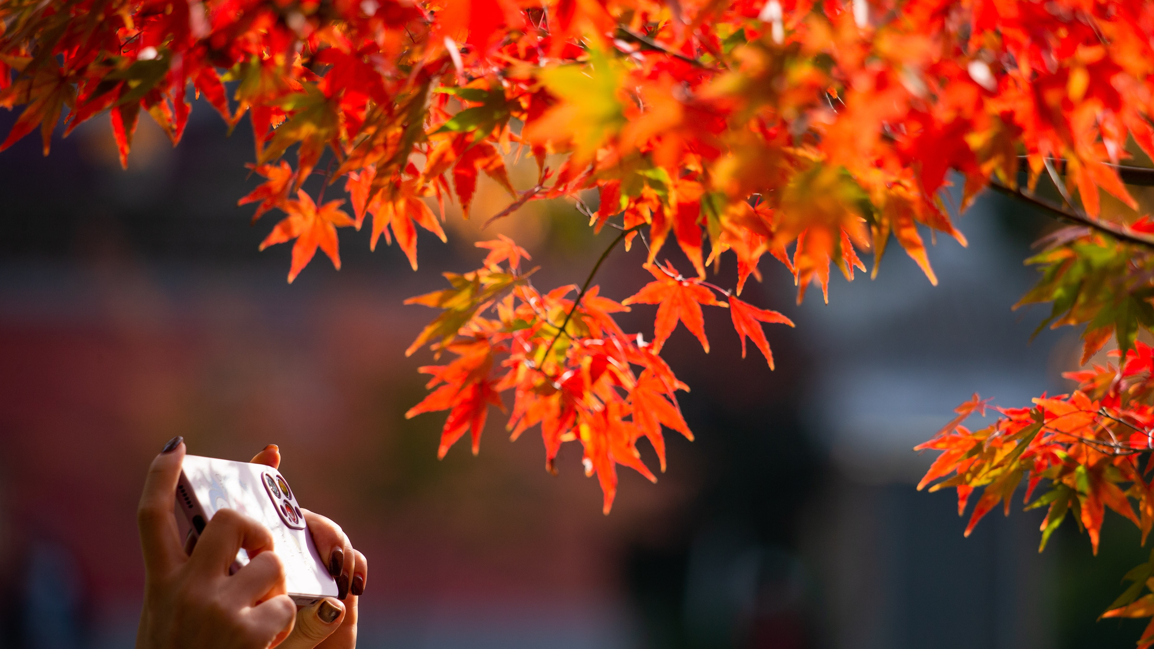 北方已萬山紅遍、南方年尾迎最佳觀賞期原來紅葉樹種不盡相同？