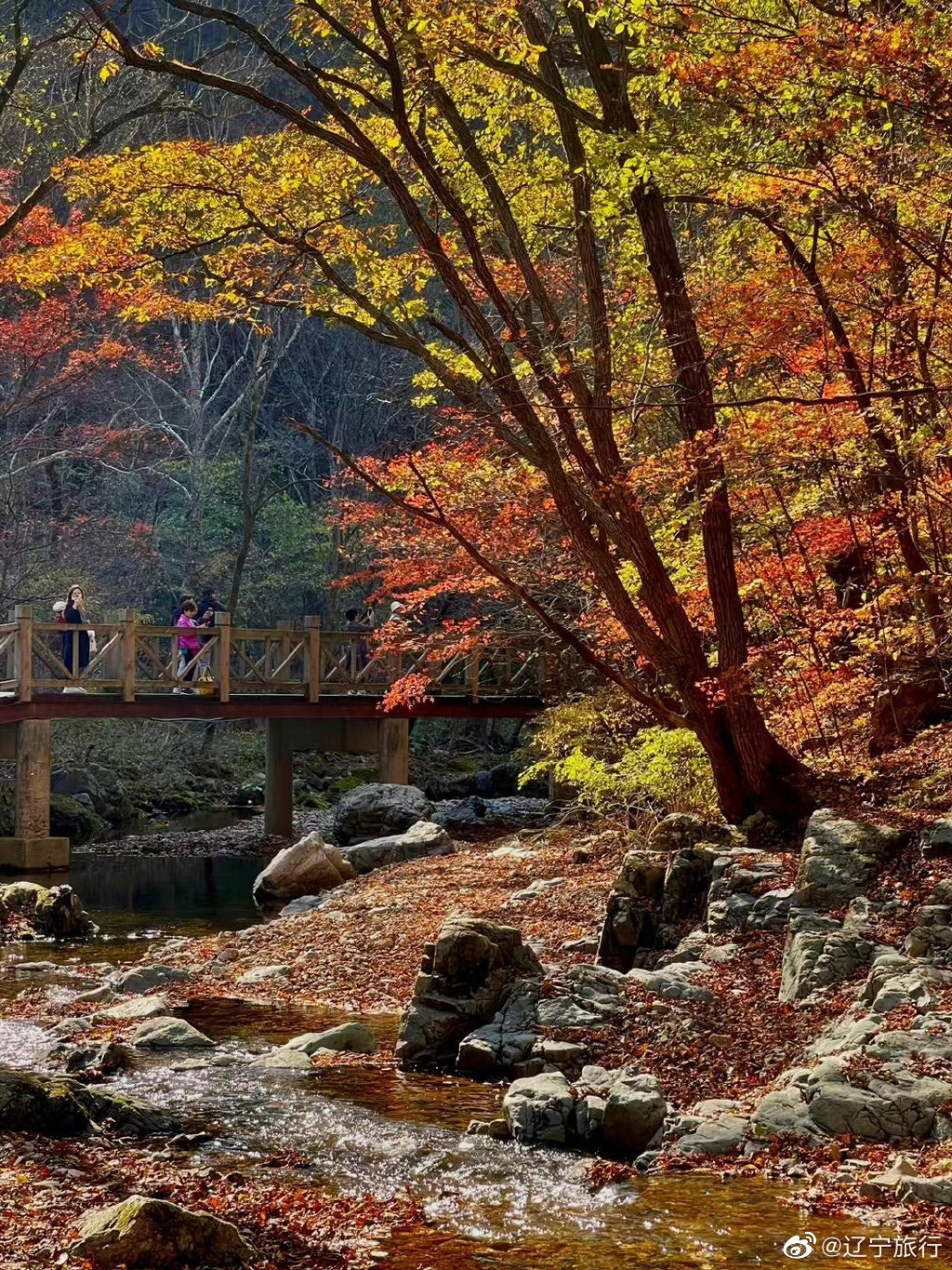 北方已萬山紅遍 南方年尾迎最佳觀賞期原來紅葉樹種不盡相同