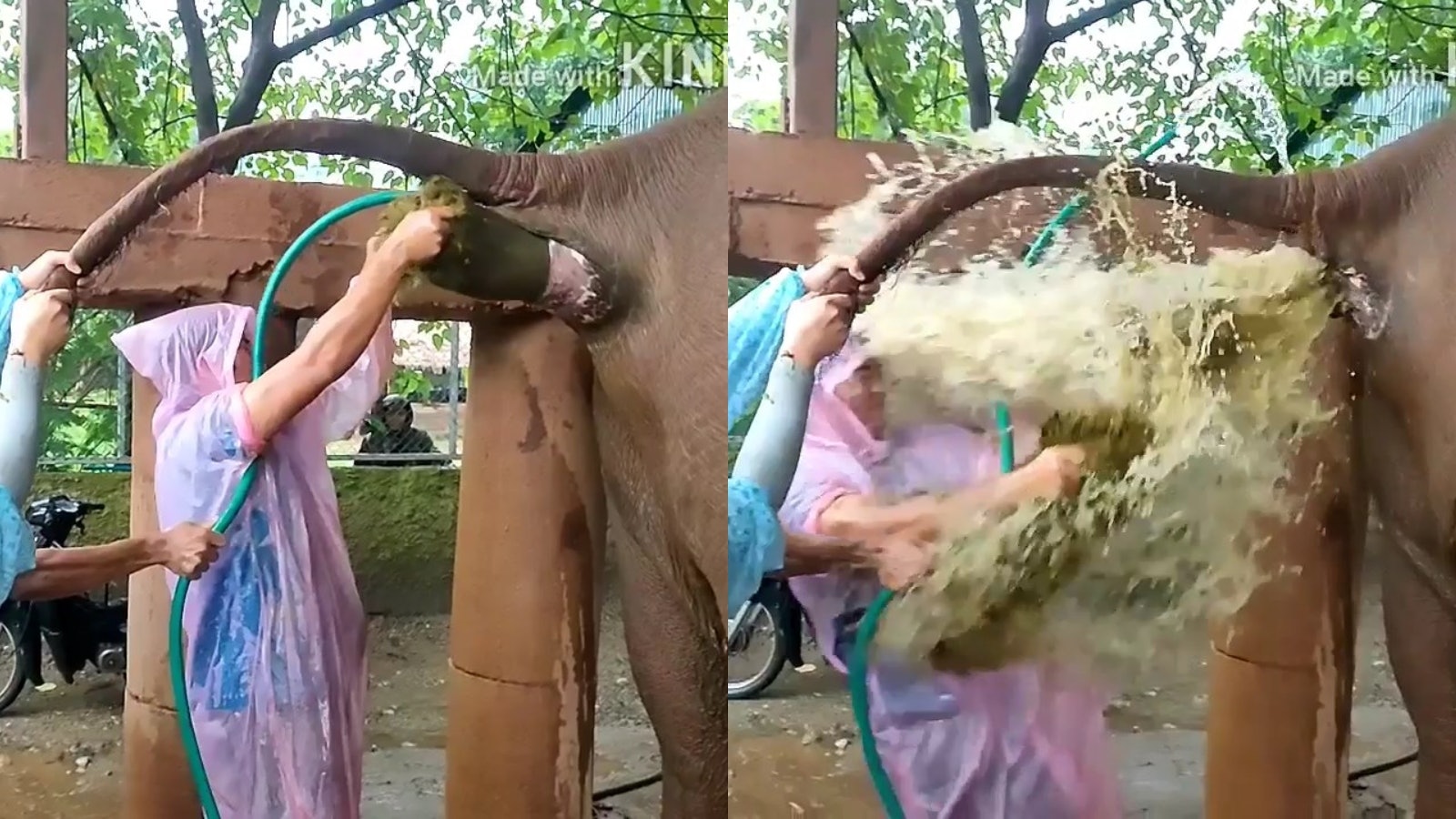 獸醫幫大象灌腸通便一秒被「瀑布」淹沒 滿臉糞便卻露出滿意笑容 獸醫幫大象灌腸通便一秒被「瀑布」淹沒 滿臉糞便卻露出滿意笑容