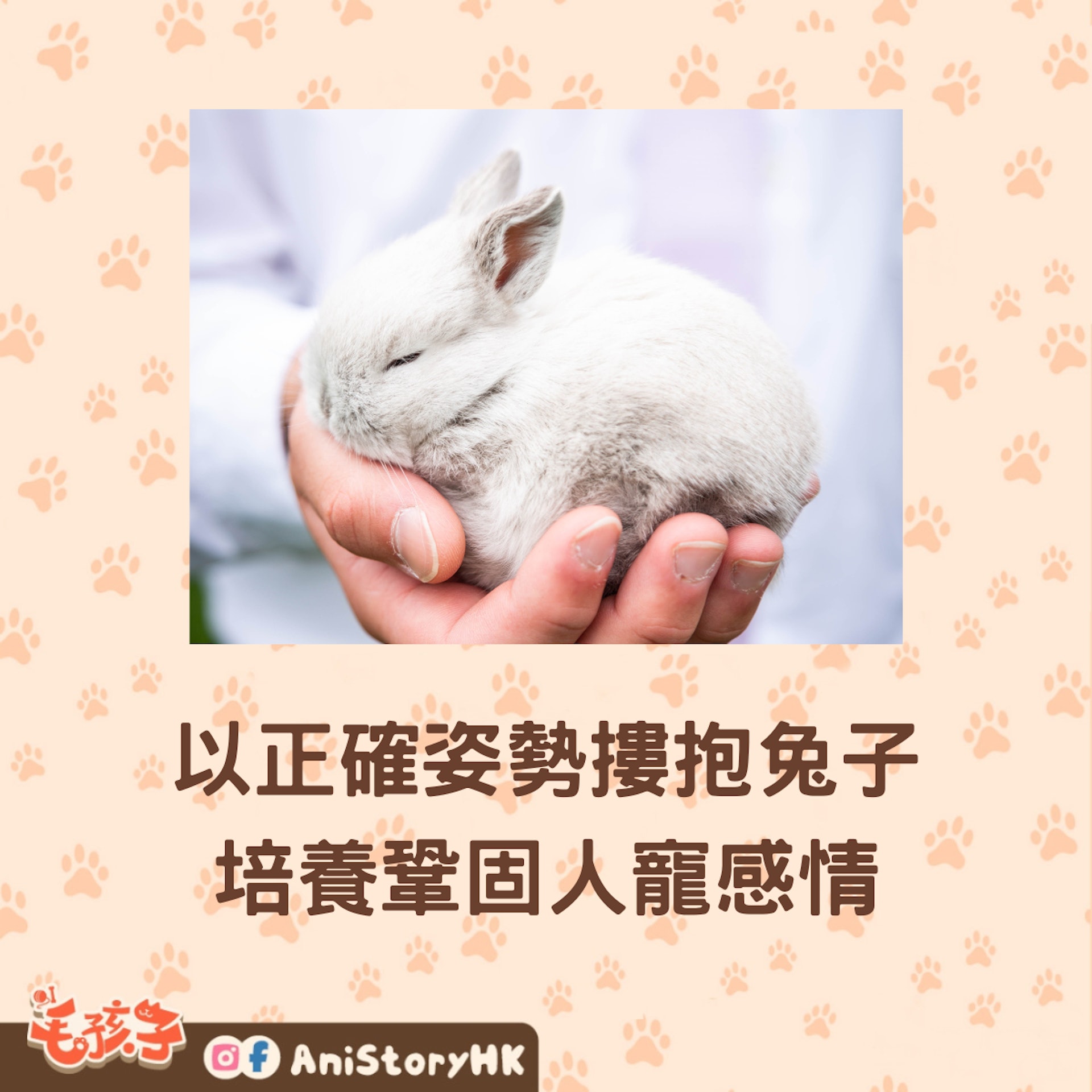 抱起兔子也有學問,想與兔兔親密互動原來要這樣。(01製圖;Unsplash@travis-grossen) 抱起兔子也有學問,想與兔兔親密互動原來要這樣。(01製圖;Unsplash@travis-grossen)