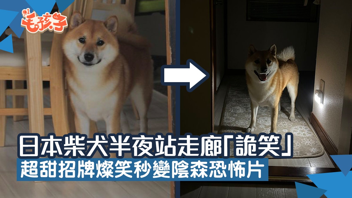 日本柴犬半夜獨自站在走廊「詭笑」 超甜招牌燦笑秒變陰森恐怖片