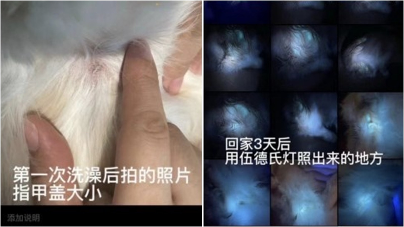 貓咪洗澡塗抹精油後出現貓癬 寵物美容店需負責嗎? 貓咪洗澡塗抹精油後出現貓癬 寵物美容店需負責嗎?