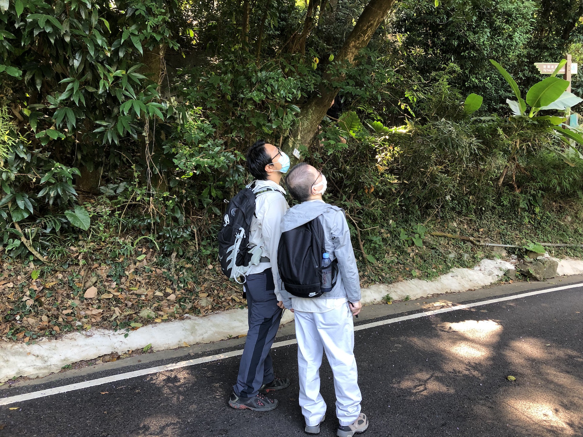 地政總署及樹木管理辦事處派員聯同村長丘觀連到梧桐寨進行視察,檢查梧桐寨一帶的樹木。(陳浠文攝) 地政總署及樹木管理辦事處派員聯同村長丘觀連到梧桐寨進行視察,檢查梧桐寨一帶的樹木。(陳浠文攝)