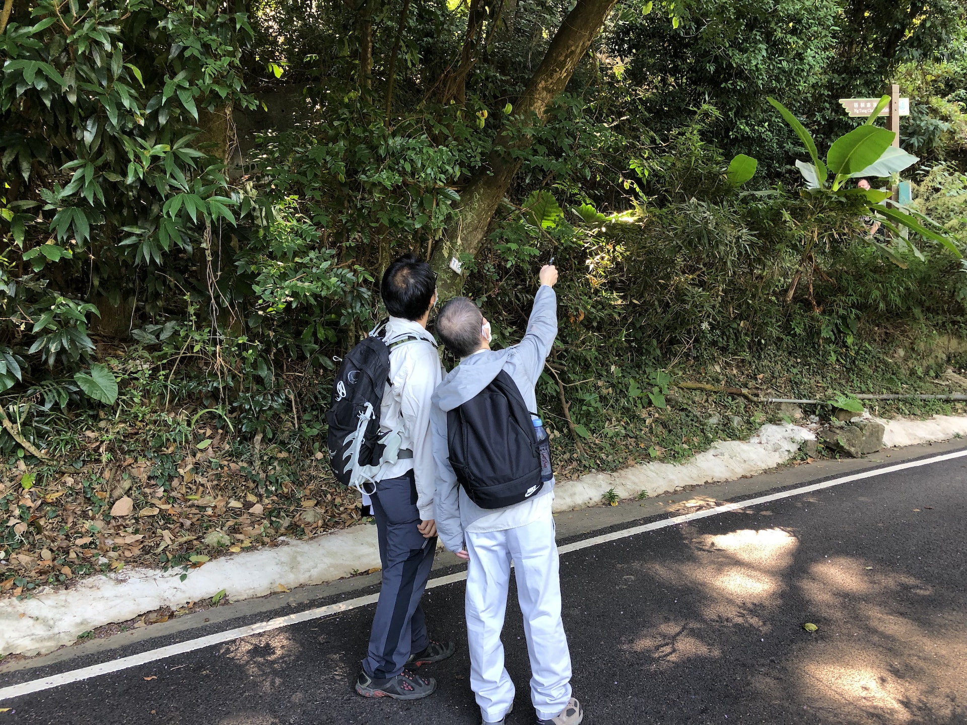 地政總署及樹木管理辦事處派員聯同村長丘觀連到梧桐寨進行視察,檢查梧桐寨一帶的樹木。(陳浠文攝) 地政總署及樹木管理辦事處派員聯同村長丘觀連到梧桐寨進行視察,檢查梧桐寨一帶的樹木。(陳浠文攝)