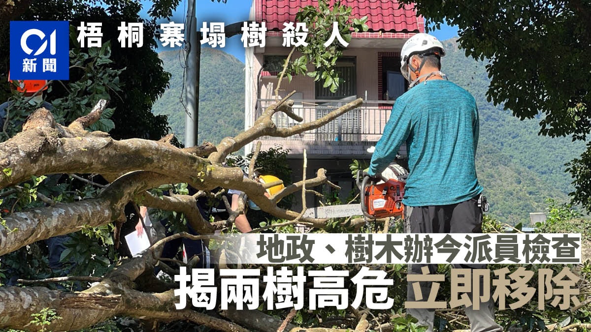塌樹殺人|地政、樹木辦派員檢查 揭2樹有即時危險須立即移除 塌樹殺人|地政、樹木辦派員檢查 揭2樹有即時危險須立即移除