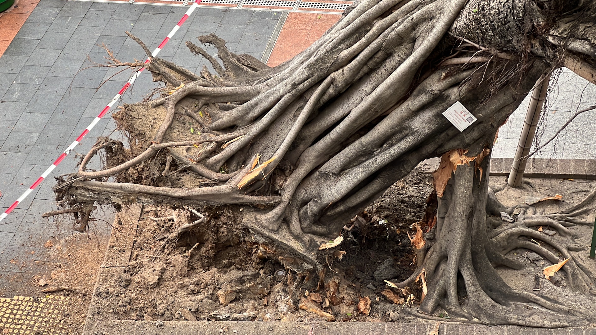 古榕樹連根拔起倒塌,橫亙行人路。(翁鈺輝攝) 古榕樹連根拔起倒塌,橫亙行人路。(翁鈺輝攝)