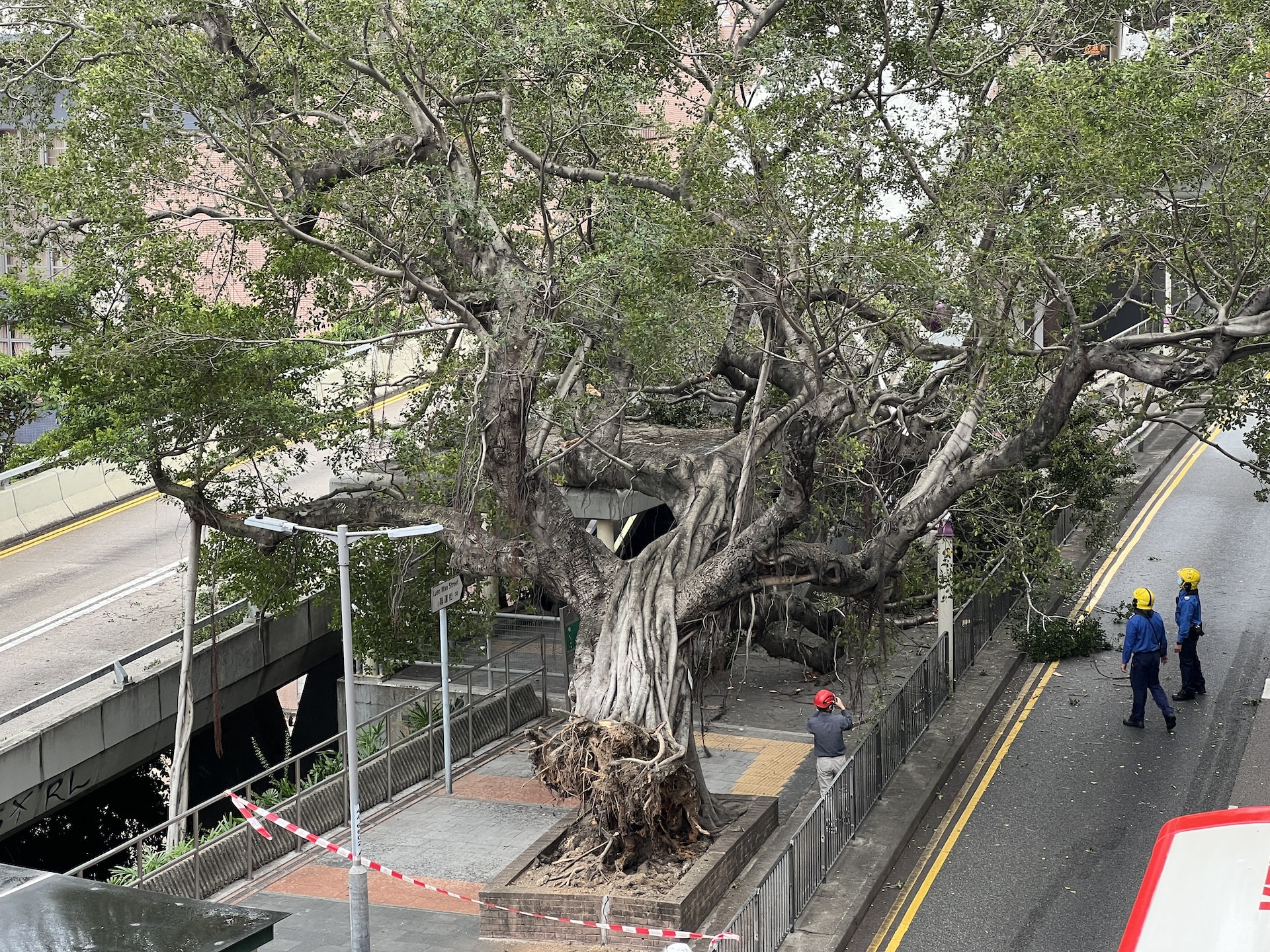 古榕樹連根拔起倒塌,橫亙行人路。(翁鈺輝攝) 古榕樹連根拔起倒塌,橫亙行人路。(翁鈺輝攝)