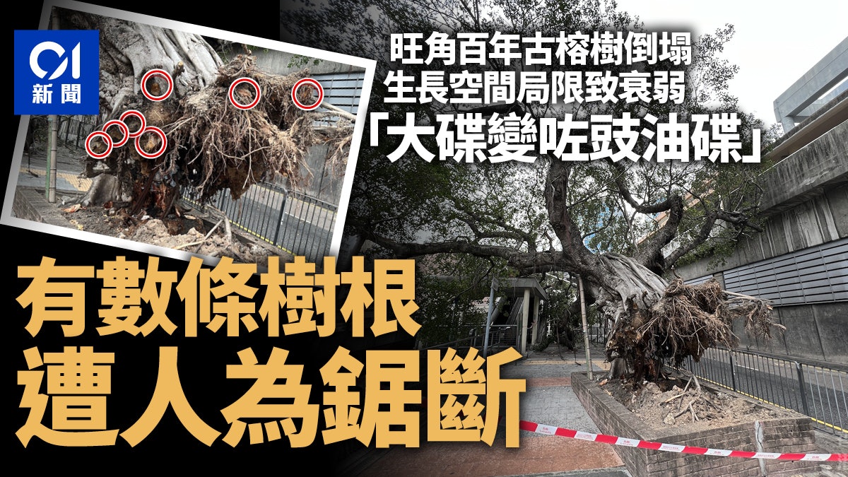 旺角百年古榕樹倒塌 專家分析死因:生長空間狹窄致枯死 旺角百年古榕樹倒塌 專家分析死因:生長空間狹窄致枯死