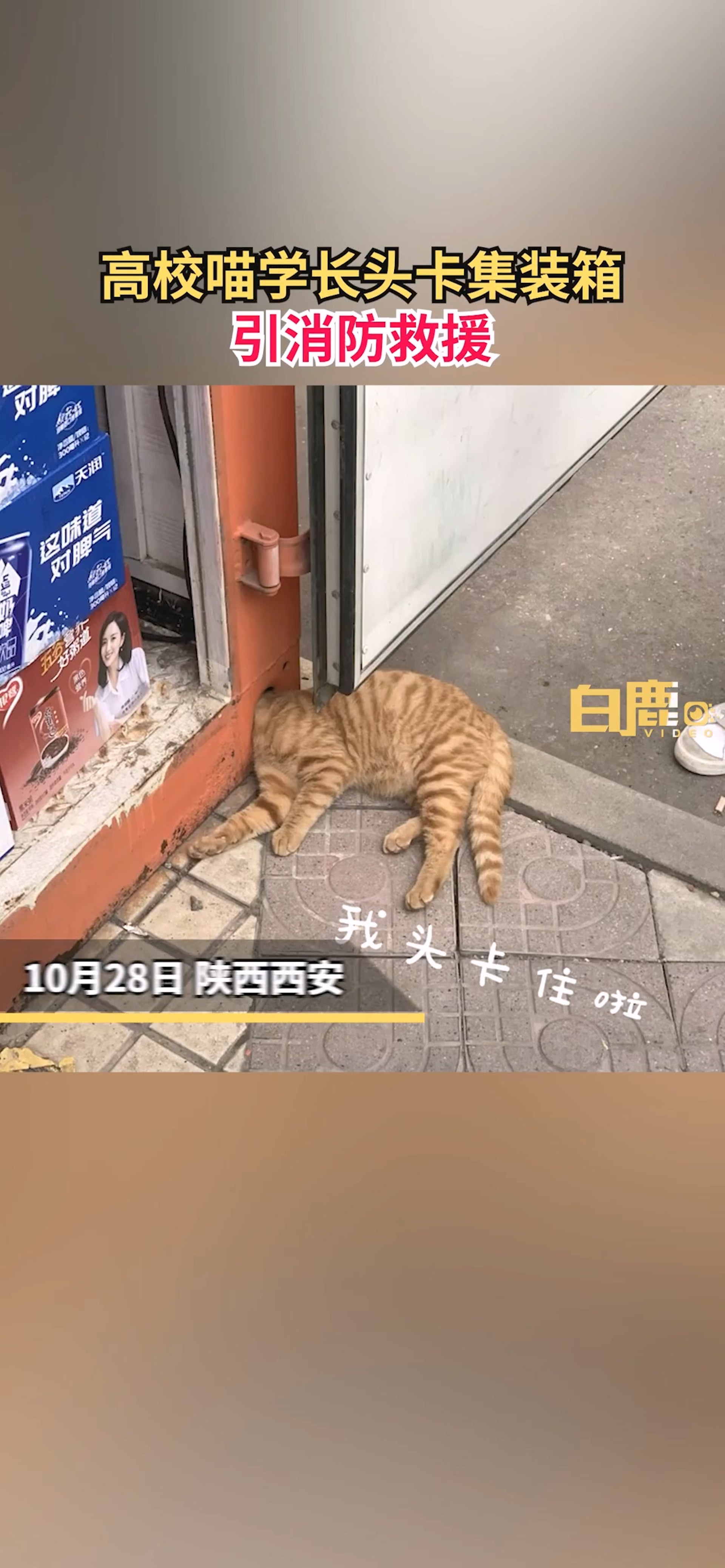 早前,陝西一所大學的學生,發現有貓咪的頭被卡住。(微博@白鹿視頻) 早前,陝西一所大學的學生,發現有貓咪的頭被卡住。(微博@白鹿視頻)