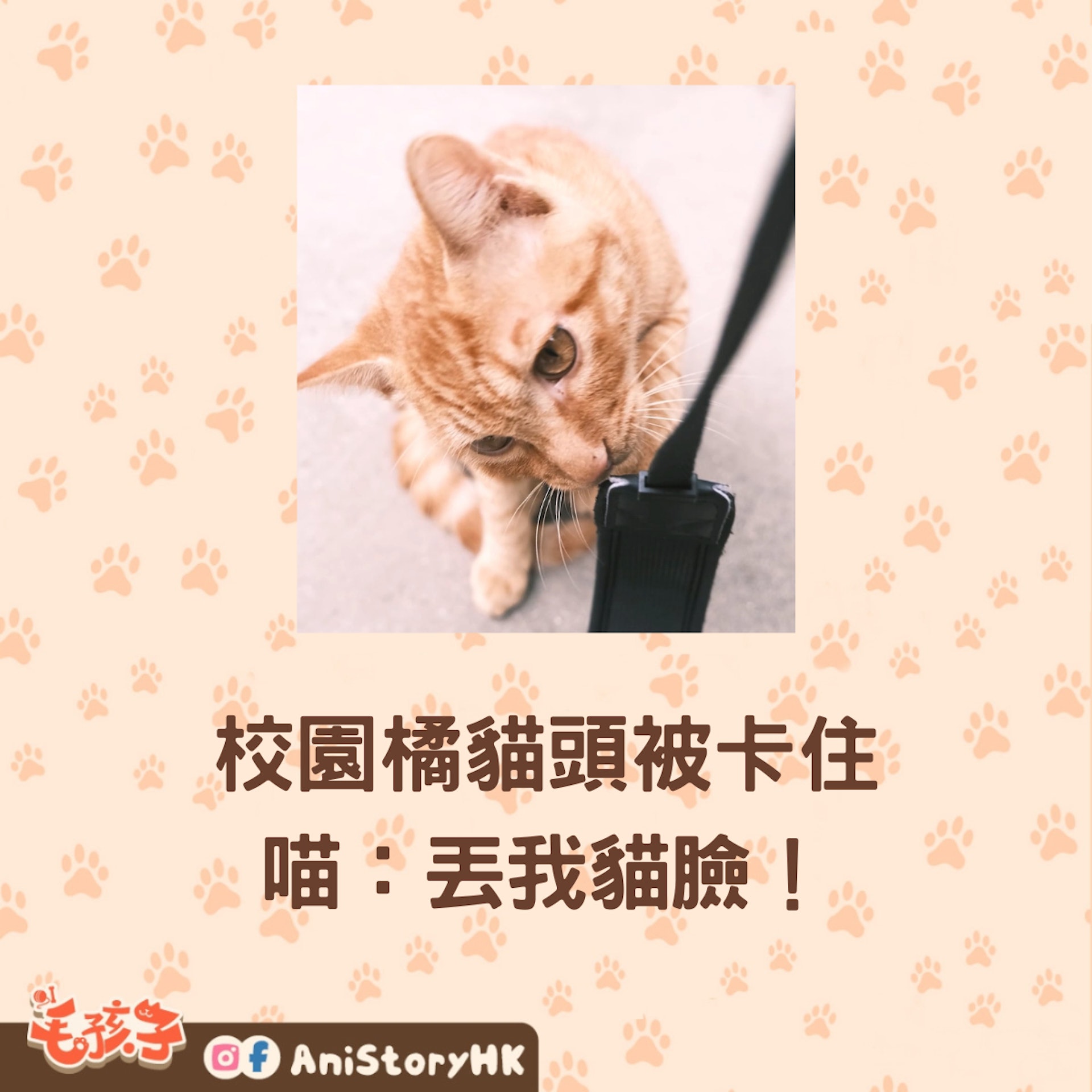 橘貓學長頭被卡住,最終要召來消防員來救出。(微博@白鹿視頻) 橘貓學長頭被卡住,最終要召來消防員來救出。(微博@白鹿視頻)