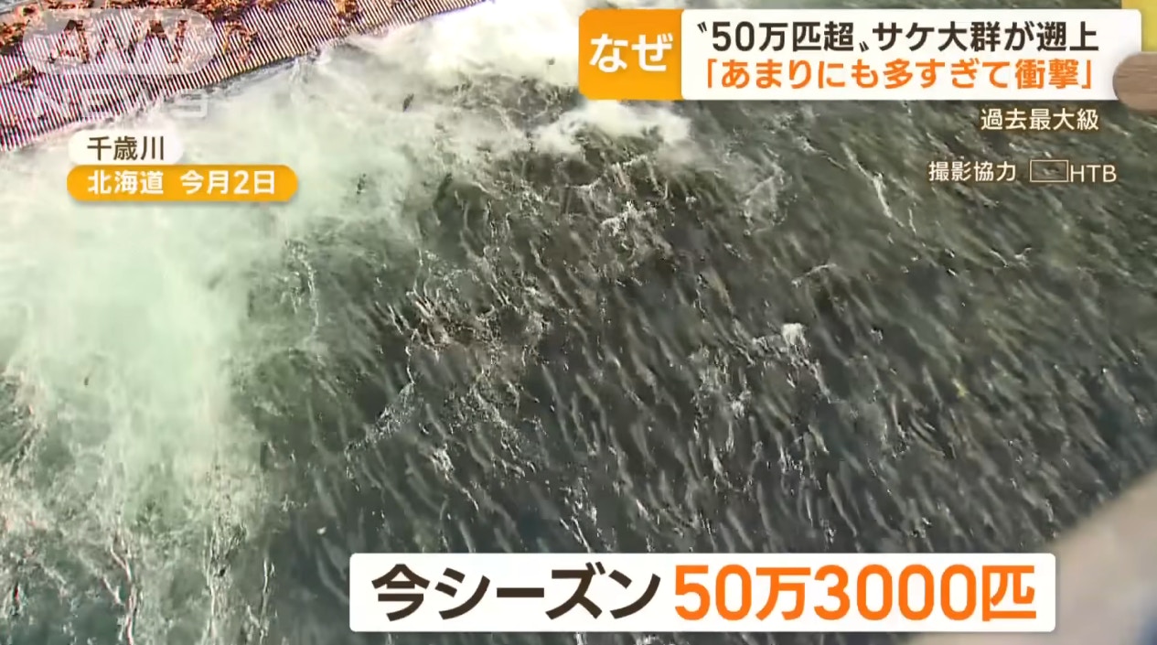 北海道三文魚急速暴增至50萬條塞爆河（朝日電視台）