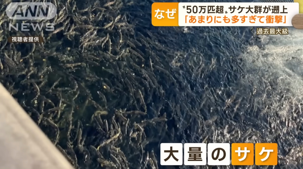 北海道三文魚急速暴增至50萬條塞爆河（朝日電視台）