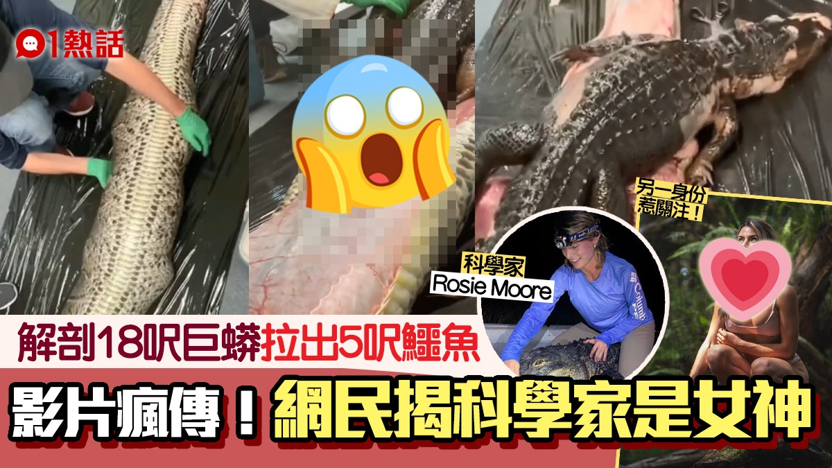 震撼片!解剖18呎巨蟒拉出5呎原條鱷魚 女神級科學家更受注目? 震撼片!解剖18呎巨蟒拉出5呎原條鱷魚 女神級科學家更受注目?