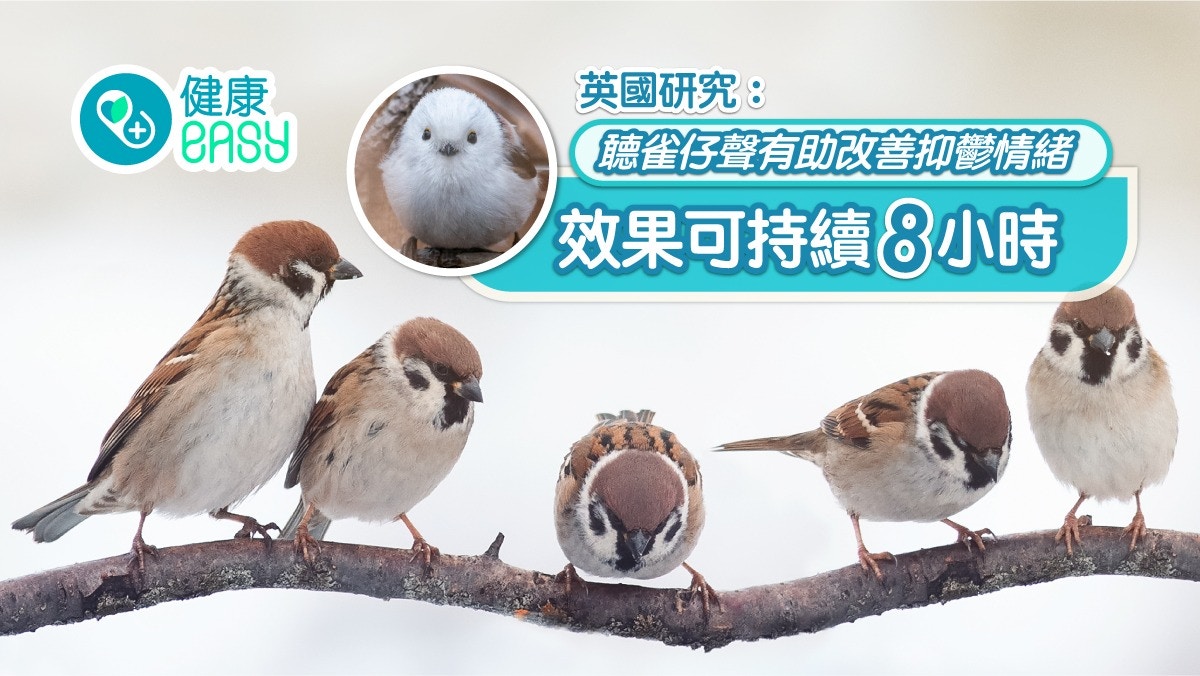 英國研究|聼雀仔聲原來有助改善抑鬱情緒 效果可持續8小時