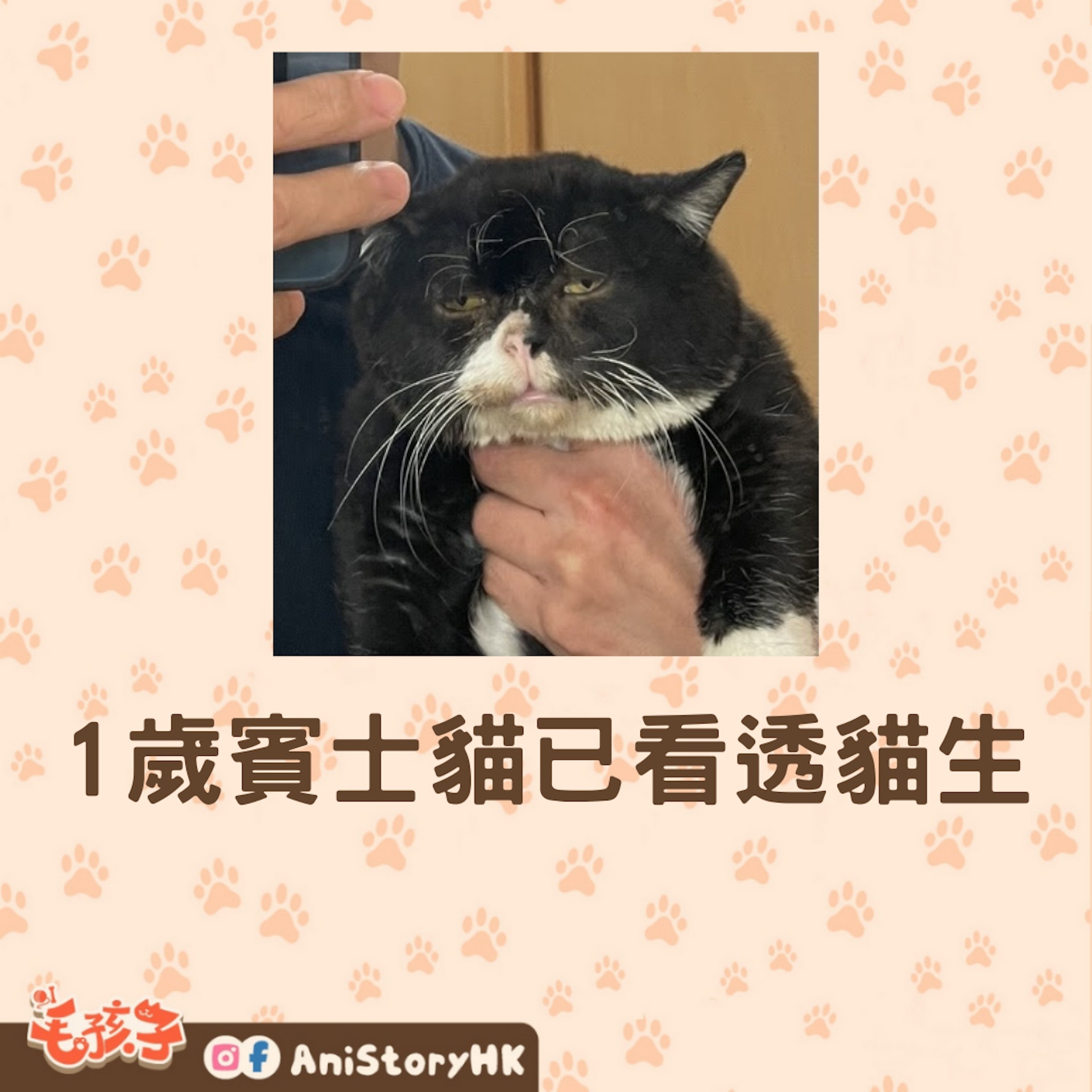 1歲的蒙塔已看透貓生(01製圖,Twitter@montanonichijo) 1歲的蒙塔已看透貓生(01製圖,Twitter@montanonichijo)