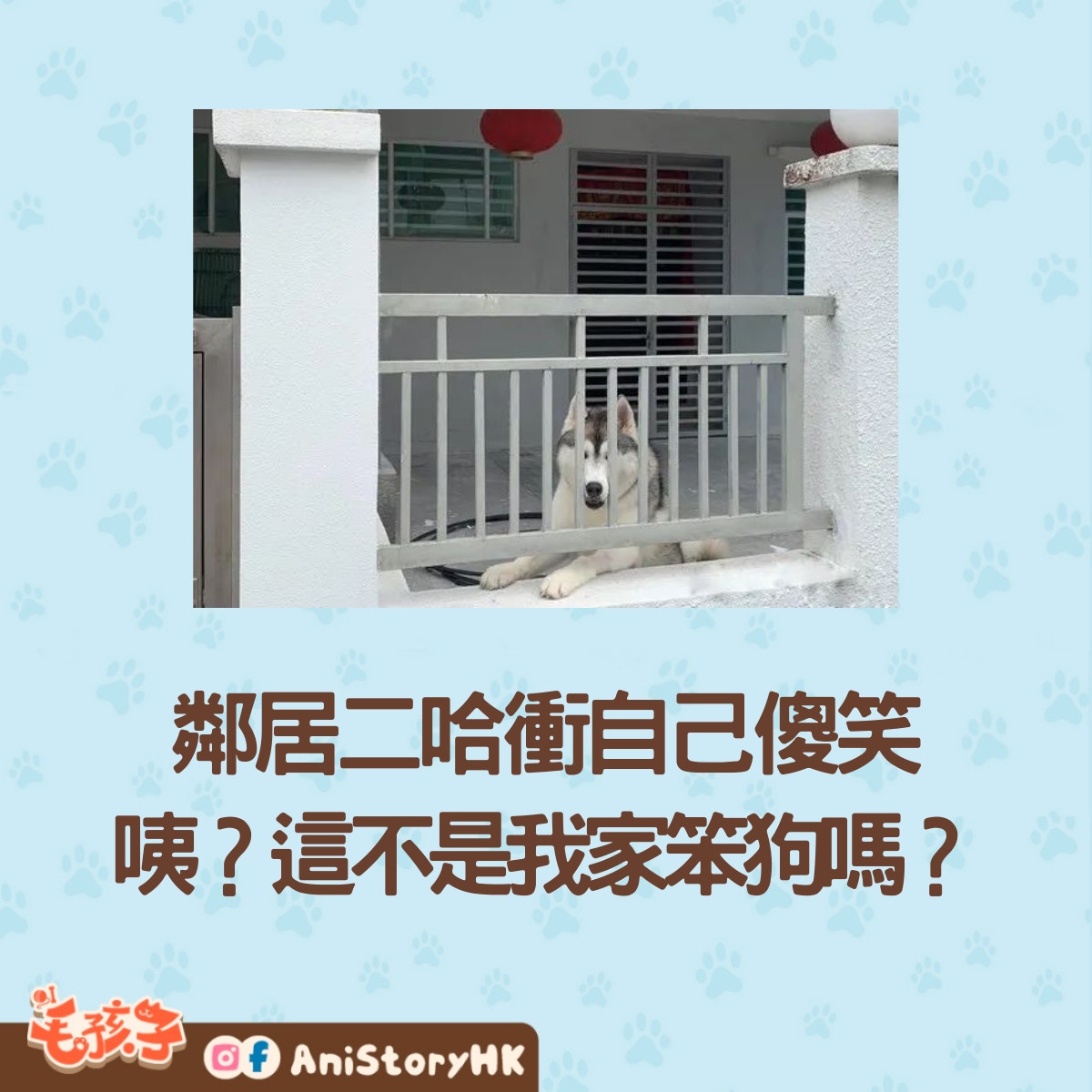 出門見鄰居的二哈對著我開心地笑，男子：這狗一定很喜歡我！（01製圖；狗與愛的世界提供）