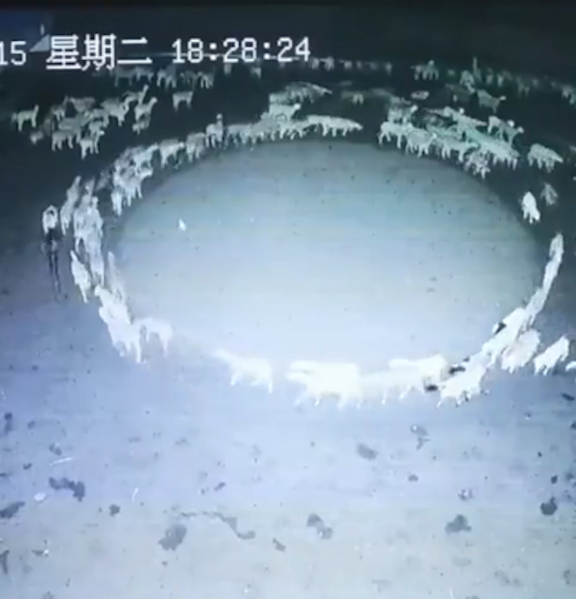整個羊群繞著圈打轉長達10多天。(Twitter@PDChina) 整個羊群繞著圈打轉長達10多天。(Twitter@PDChina)