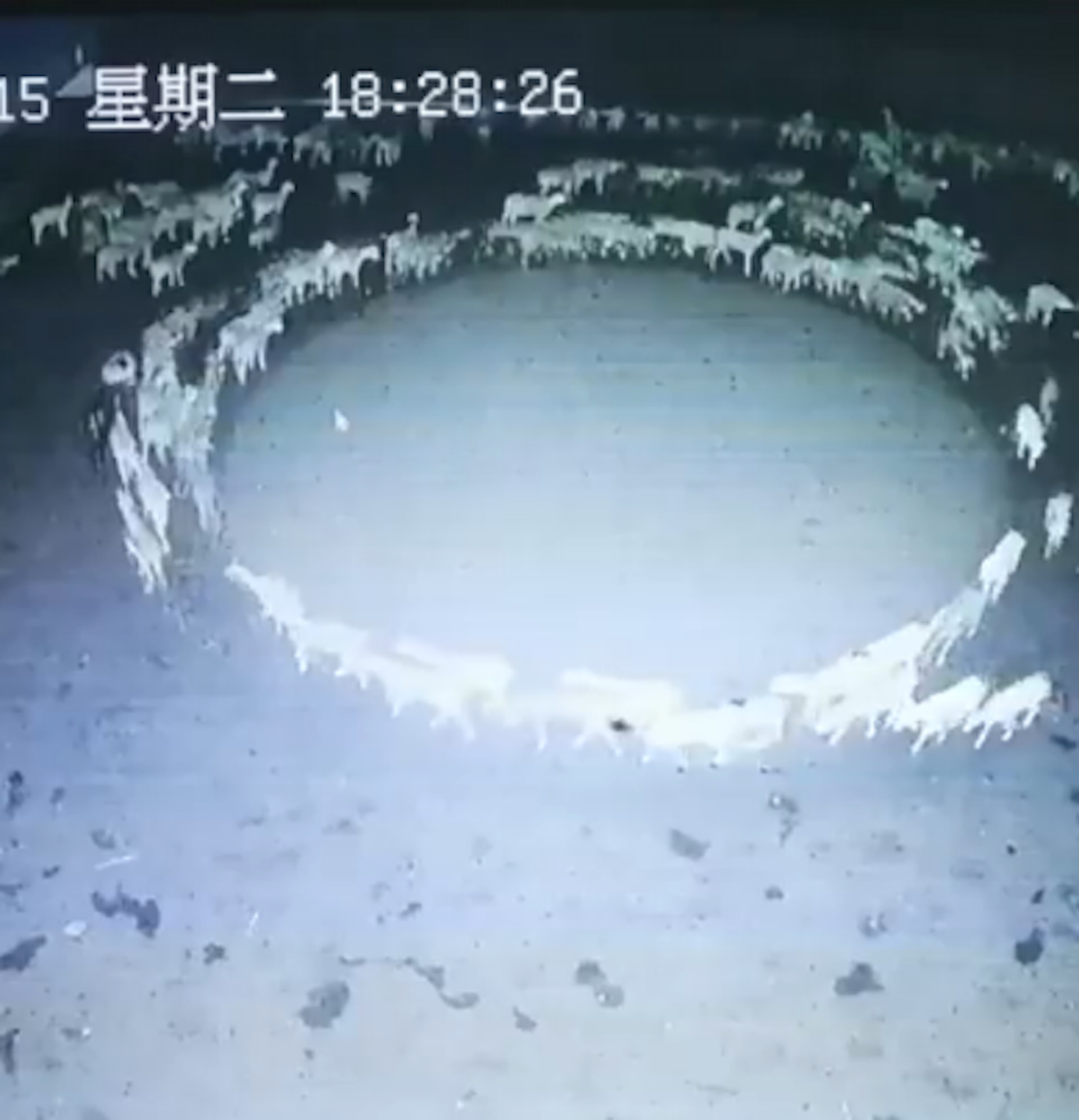 整個羊群繞著圈打轉長達10多天。(Twitter@PDChina) 整個羊群繞著圈打轉長達10多天。(Twitter@PDChina)