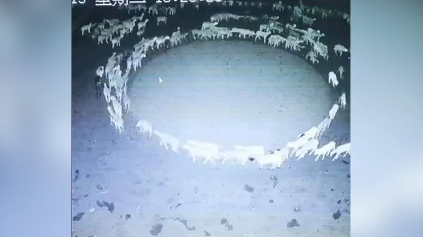 羊群原地氹氹轉長達十數天 末日級奇景惹網民熱議 瘋猜2原因 羊群原地氹氹轉長達十數天 末日級奇景惹網民熱議 瘋猜2原因