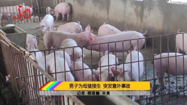 內地一名男子為家裏養的母豬接生，惟人和豬卻於第二天離奇被發現雙雙倒斃，事後調查揭發恐怖死亡內情。（影片截圖）