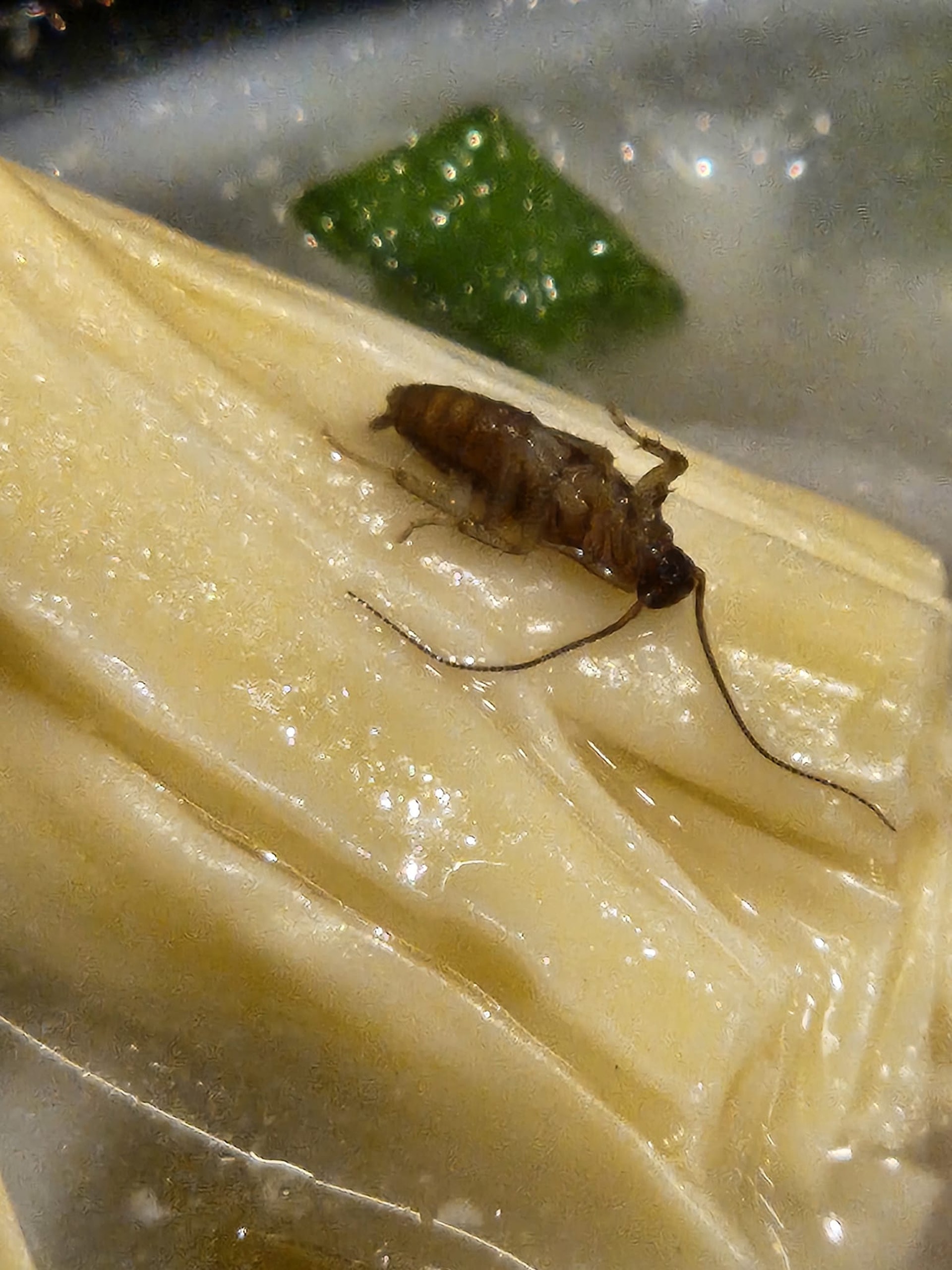 有食客於網上發文表示,日前於長沙灣麗閣商場1間連鎖米線店用餐時不幸「中伏」,發現米線的腐竹附有1隻完整的反肚曱甴。(fb群組「飲食黑店大全(全港食店質素關注組)」圖片) 有食客於網上發文表示,日前於長沙灣麗閣商場1間連鎖米線店用餐時不幸「中伏」,發現米線的腐竹附有1隻完整的反肚曱甴。(fb群組「飲食黑店大全(全港食店質素關注組)」圖片)