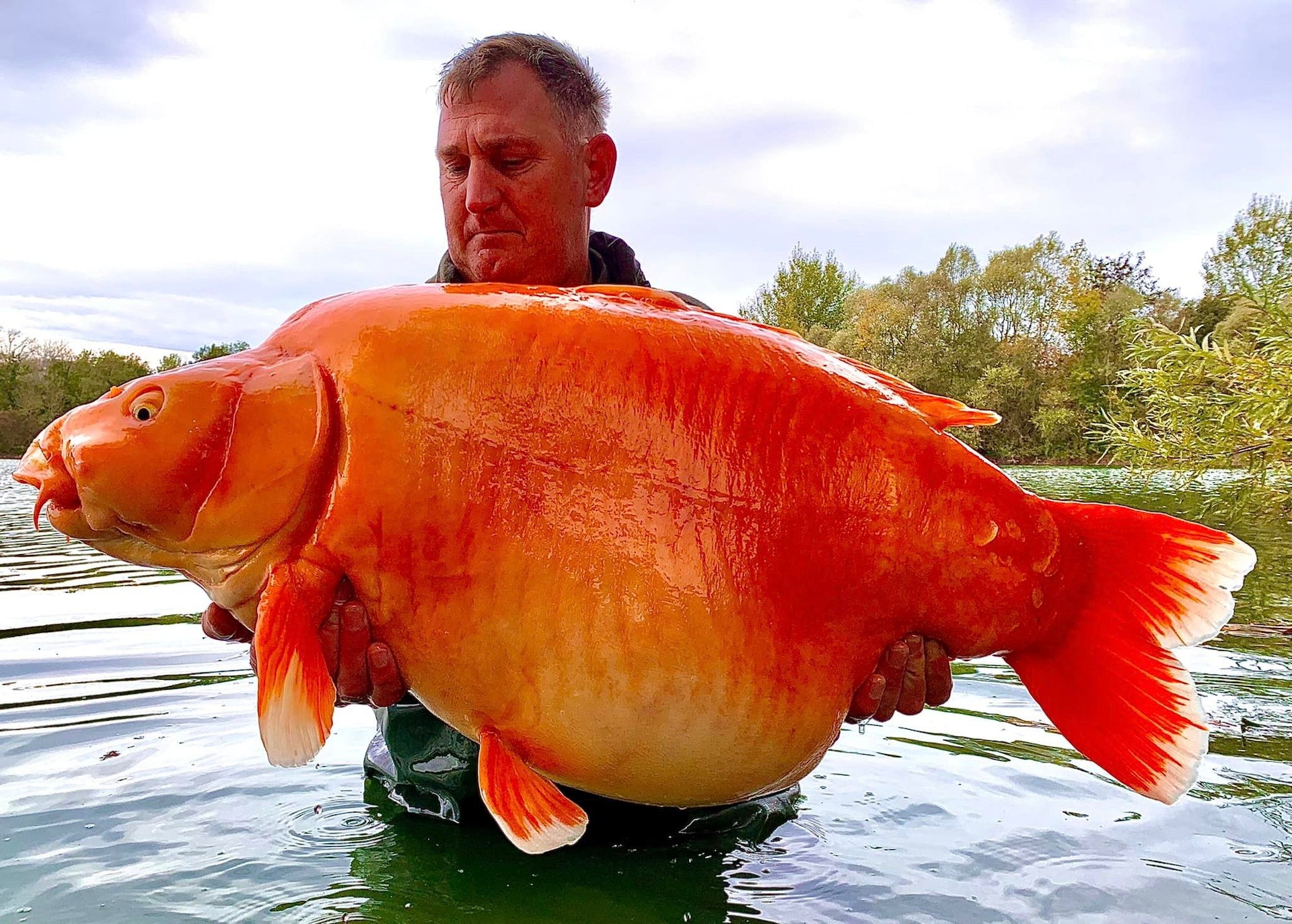 一名英國男子在法國藍水湖(Bluewater Lakes)釣魚,意外釣上一隻重達30公斤的「超巨大金魚」,打破世界紀錄。(Facebook@Bluewater Lakes) 一名英國男子在法國藍水湖(Bluewater Lakes)釣魚,意外釣上一隻重達30公斤的「超巨大金魚」,打破世界紀錄。(Facebook@Bluewater Lakes)