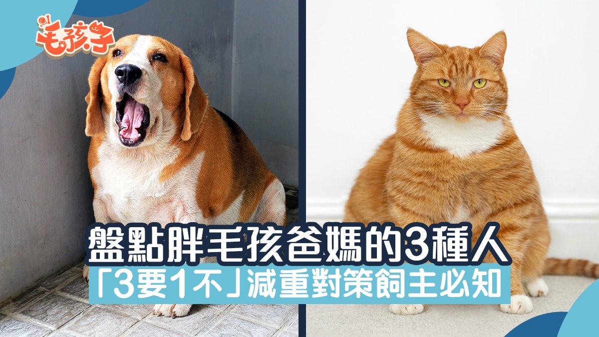 寵物健康|盤點胖毛孩爸媽的3種人 「3要1不」減重對策飼主必知 寵物健康|盤點胖毛孩爸媽的3種人 「3要1不」減重對策飼主必知