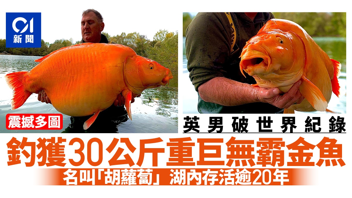 88%OFF!】 金魚