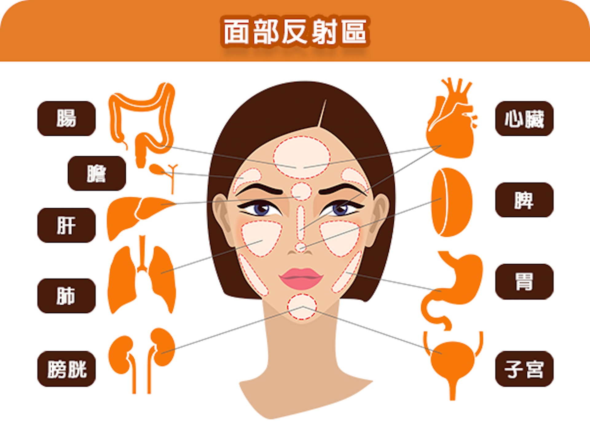啪骨先進版「SINETECH®徒手微雕」可處理與內臟相關的面部反射區。(圖片:醫師Easy製圖) 啪骨先進版「SINETECH®徒手微雕」可處理與內臟相關的面部反射區。(圖片:醫師Easy製圖)