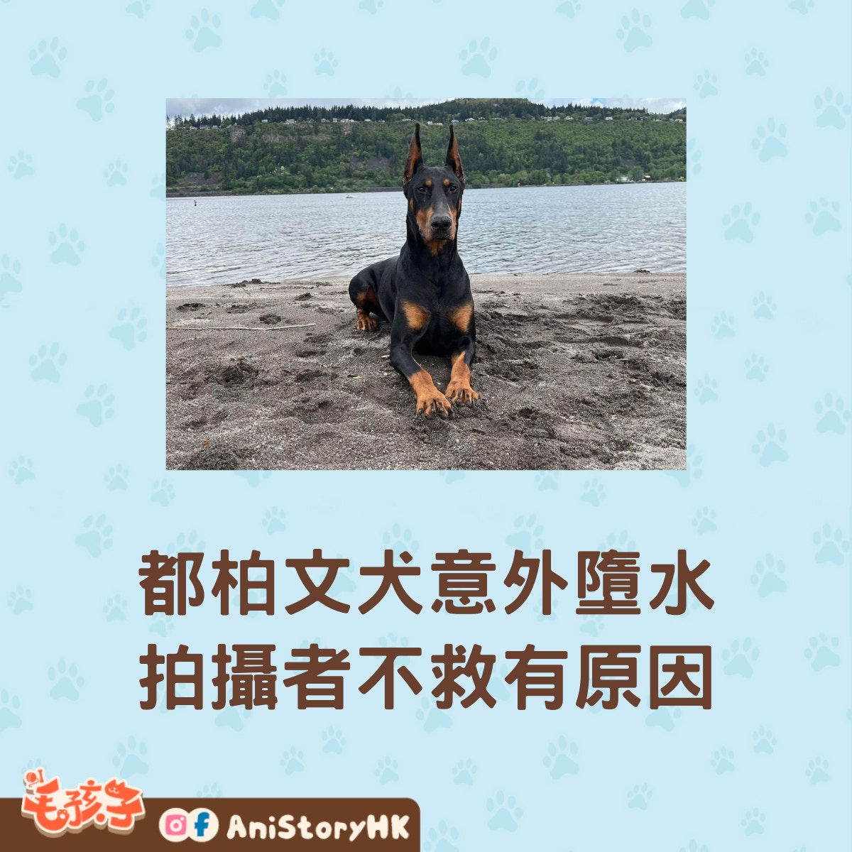 都柏文犬Avatar是隻聰明乖巧的狗狗。（facebook@Mallary Ross）