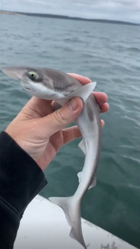 Baby Shark真實版！網民釣出迷你鯊魚BB 兇殘魚類原來可以那麼萌
