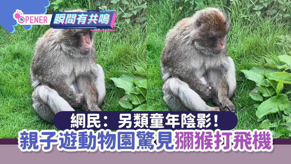 親子遊動物園驚見獼猴「不斷玩弄生殖器」網民恥笑:另類童年陰影 親子遊動物園驚見獼猴「不斷玩弄生殖器」網民恥笑:另類童年陰影