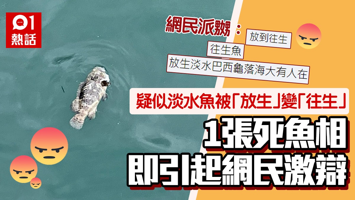 放生變殺生?紅磡海面驚見淡水魚浮屍 網民:咁放生等同謀殺 放生變殺生?紅磡海面驚見淡水魚浮屍 網民:咁放生等同謀殺