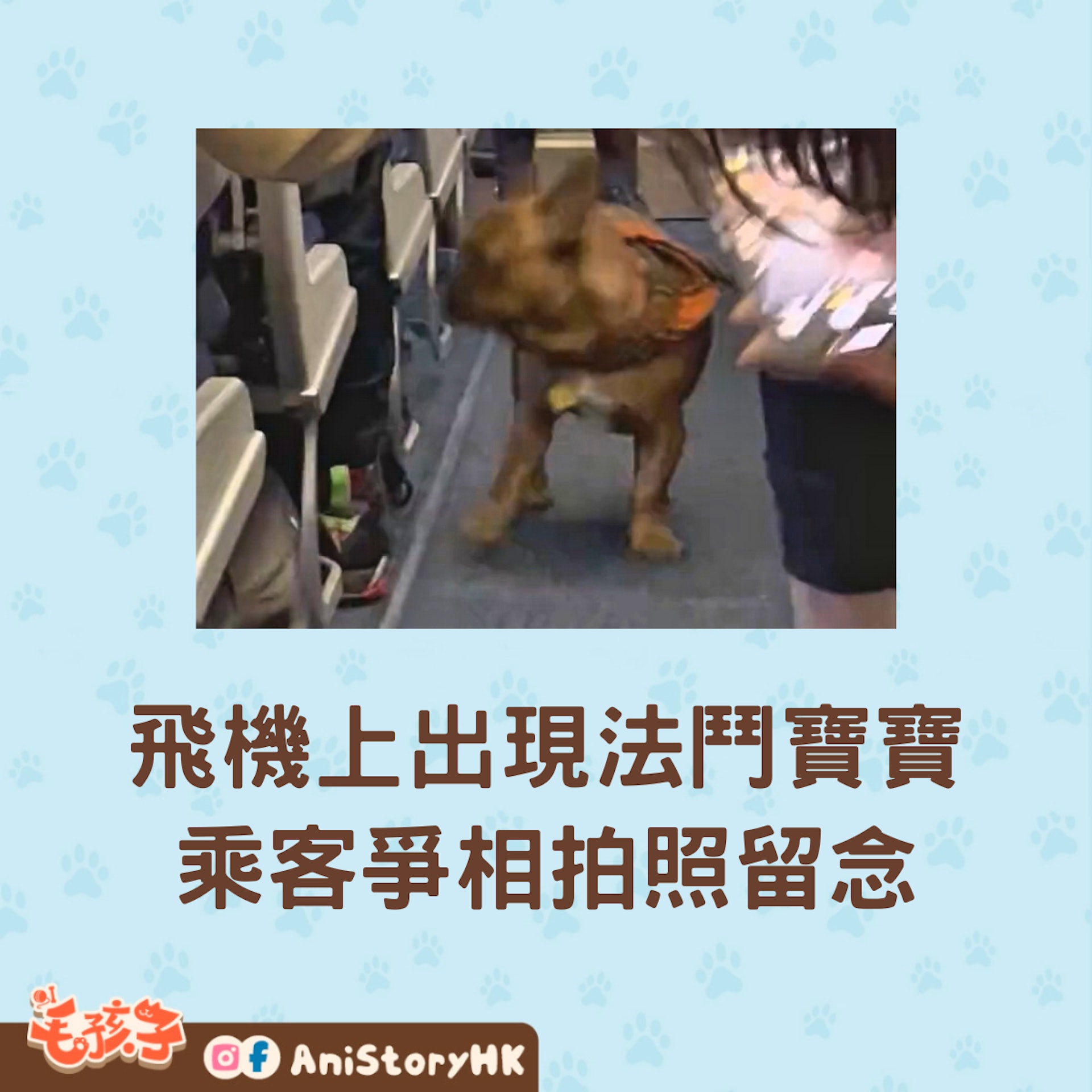 當飛機上突然出現一隻迷路的法鬥寶寶,你猜乘客們會有什麼反應?(twitter@AmandaDukesWESH) 當飛機上突然出現一隻迷路的法鬥寶寶,你猜乘客們會有什麼反應?(twitter@AmandaDukesWESH)