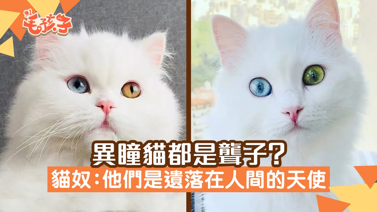 異瞳貓都是聾子 基因缺陷給予美與痛貓奴 遺落在人間的天使 異瞳貓都是聾子 基因缺陷給予美與痛貓奴 遺落在人間的天使
