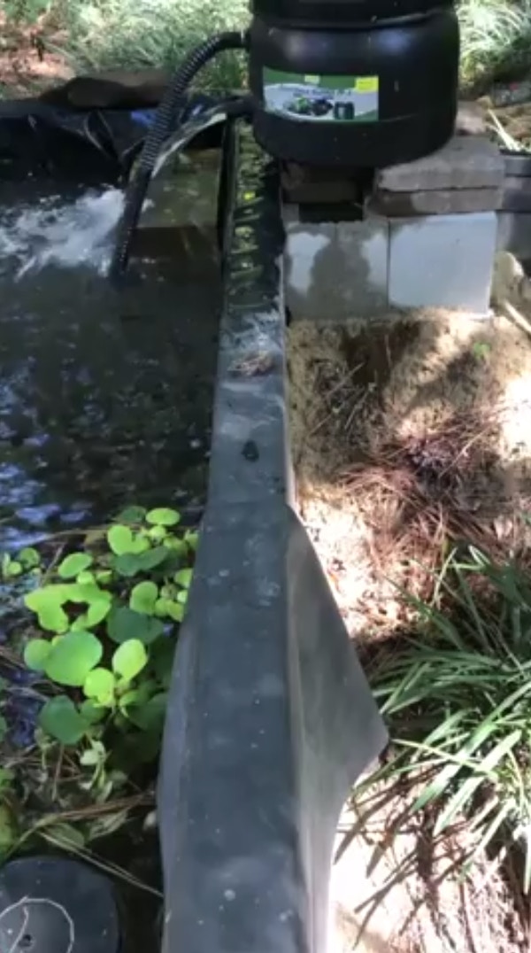 一隻蟾蜍在野外捕食一隻甲蟲，才咬了兩下馬上吐出來，最後竟然一腳把這隻蟲蟲狠狠踹下高台。（Reddit影片截圖）