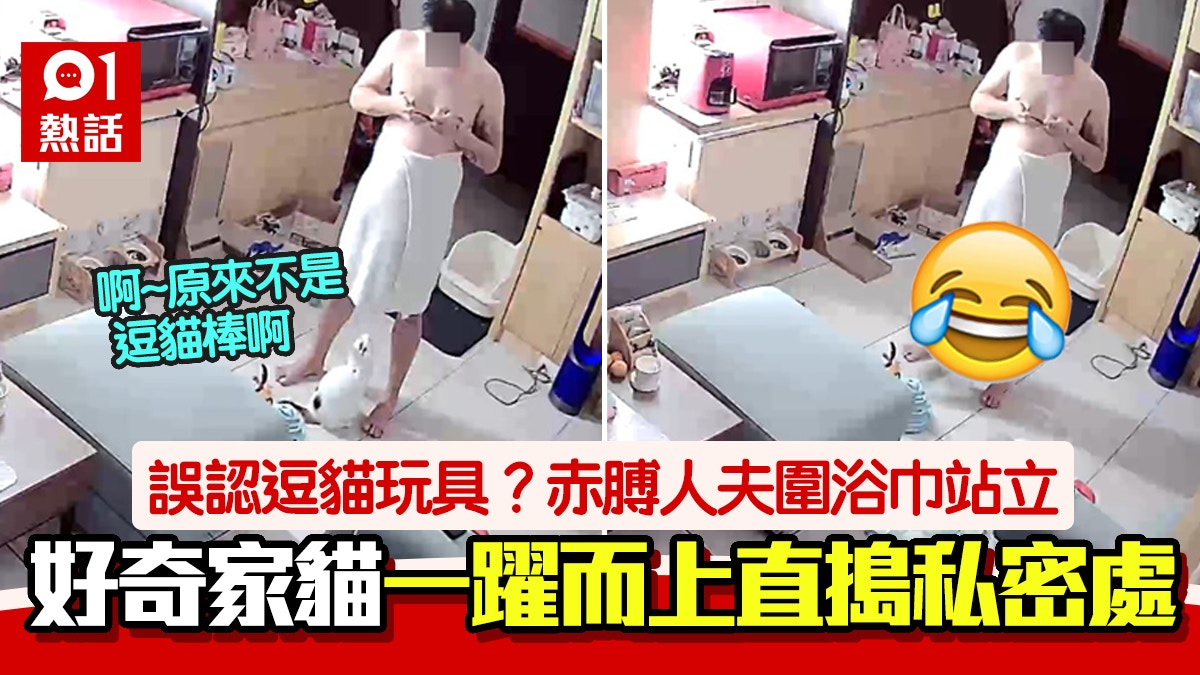 浴巾之下引家貓駐足　好奇心爆發一躍暴衝　赤膊男下秒大驚悲劇了