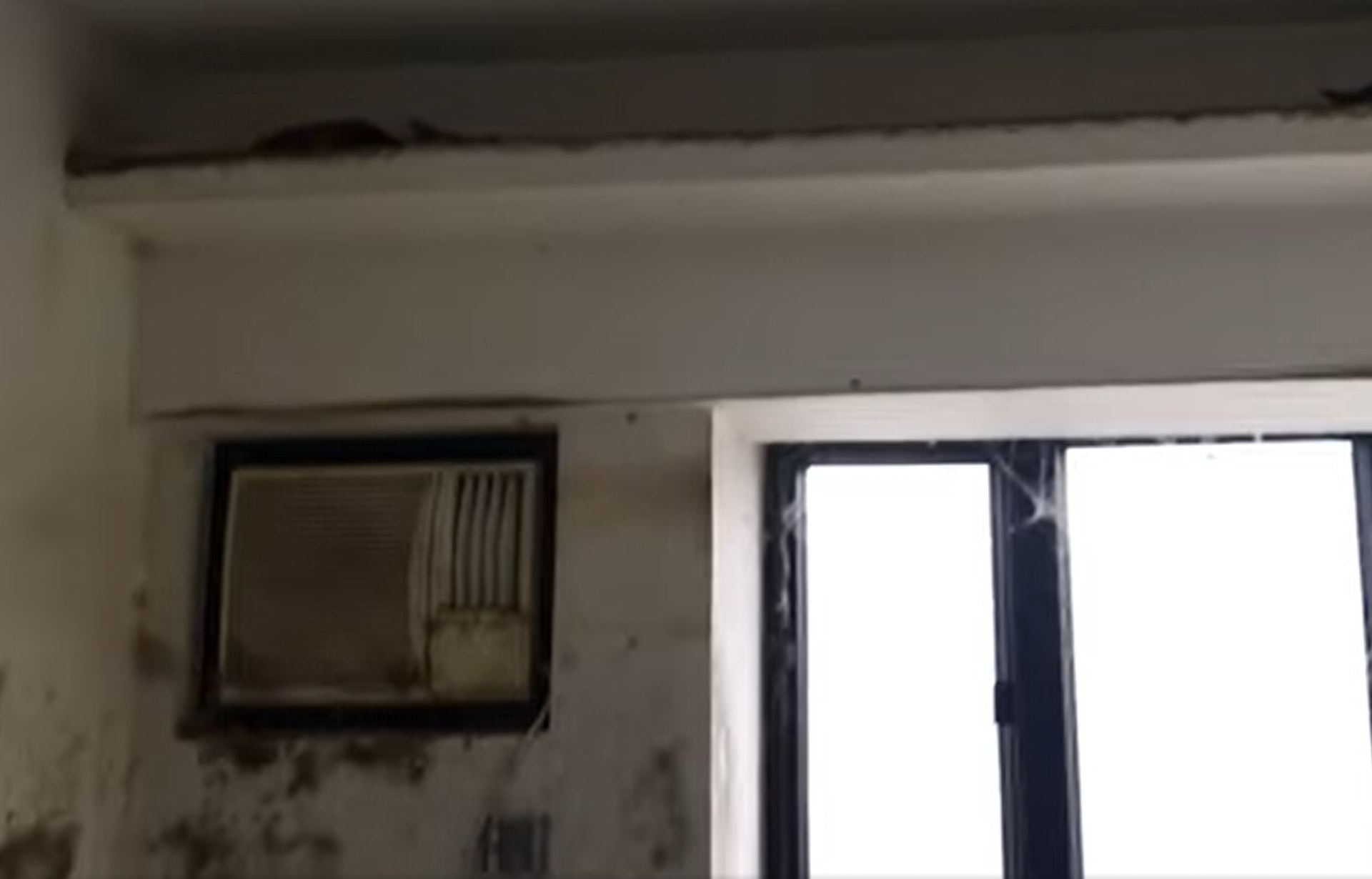 牆身及地面非常骯髒,沾滿排泄物,甚至有逾百隻巨型曱甴在爬行,場面恐怖。(FB「星星寵物。水族」影片截圖) 牆身及地面非常骯髒,沾滿排泄物,甚至有逾百隻巨型曱甴在爬行,場面恐怖。(FB「星星寵物。水族」影片截圖)
