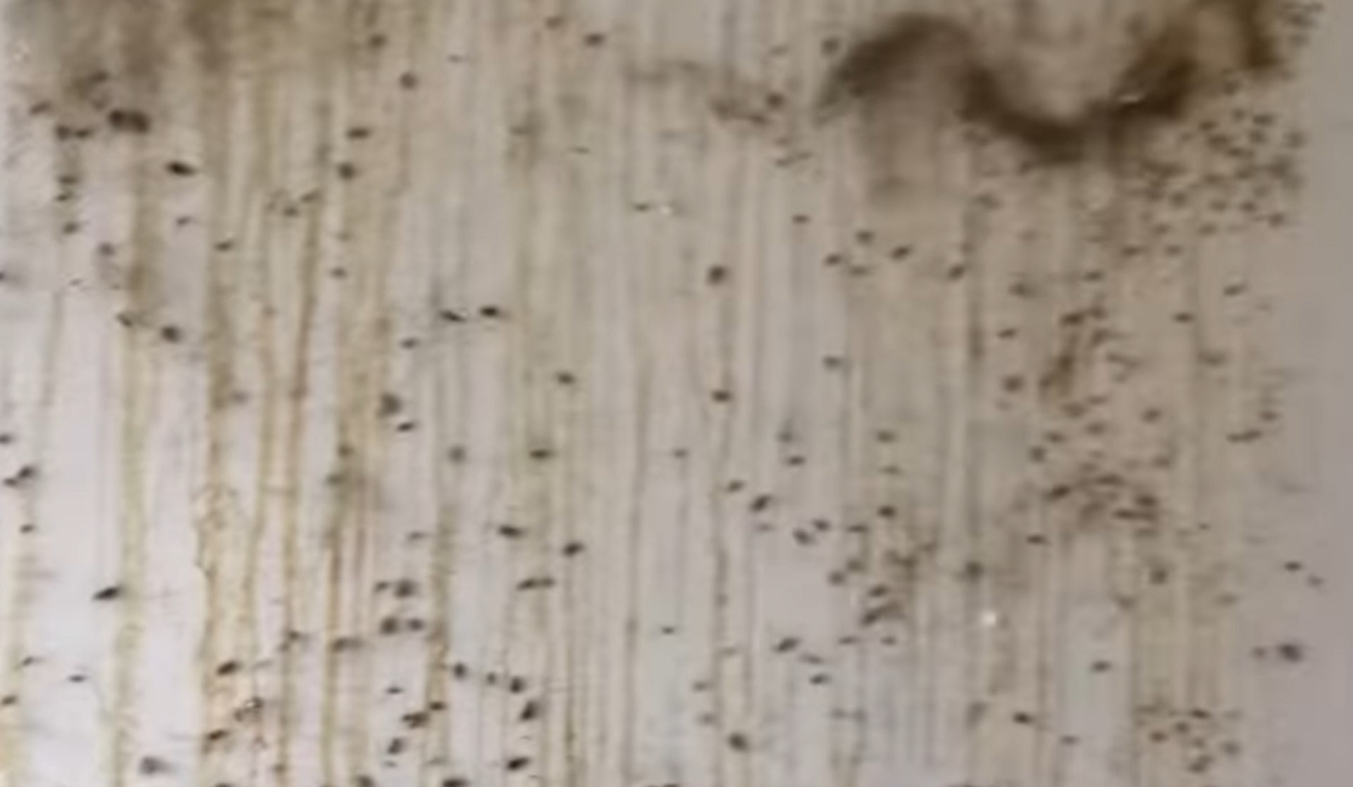 牆身及地面非常骯髒,沾滿排泄物,甚至有逾百隻巨型曱甴在爬行,場面恐怖。(FB「星星寵物。水族」影片截圖) 牆身及地面非常骯髒,沾滿排泄物,甚至有逾百隻巨型曱甴在爬行,場面恐怖。(FB「星星寵物。水族」影片截圖)