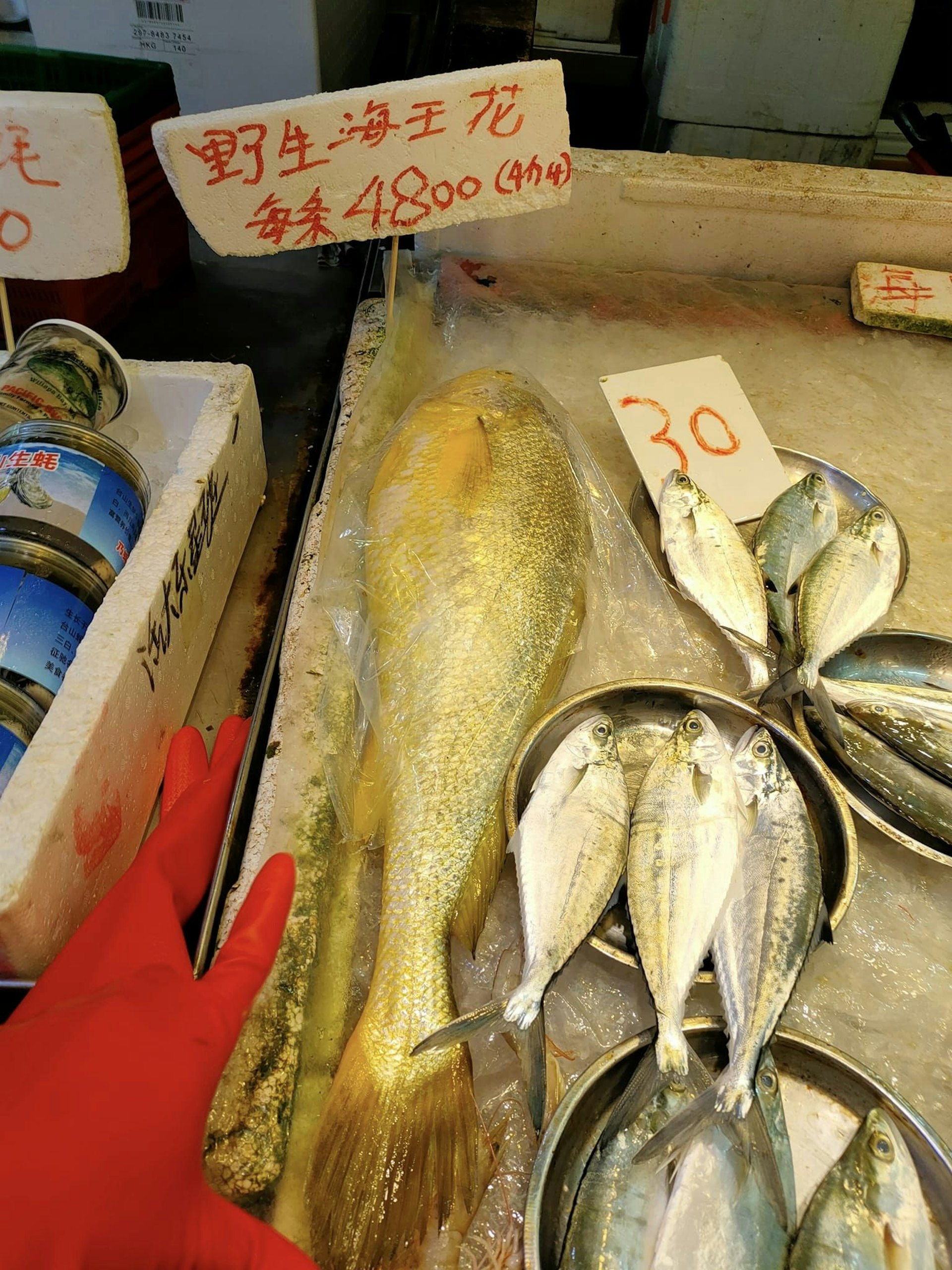 天價黃花魚再現 街市魚檔 4800野生海黃花惹議網民1原因話超值 天價黃花魚再現 街市魚檔 4800野生海黃花惹議網民1原因話超值