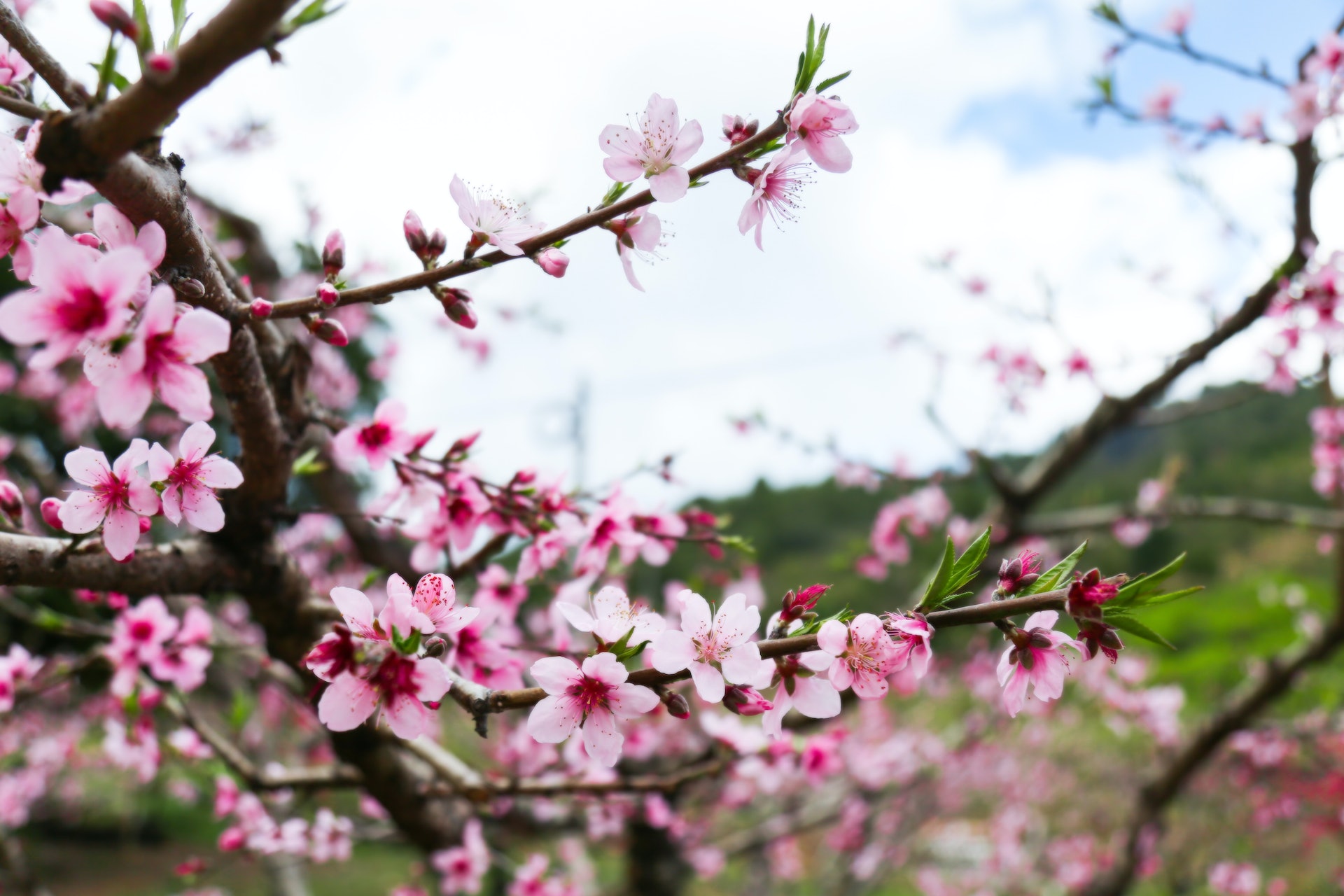 上坪桃花 梁煥新 攝