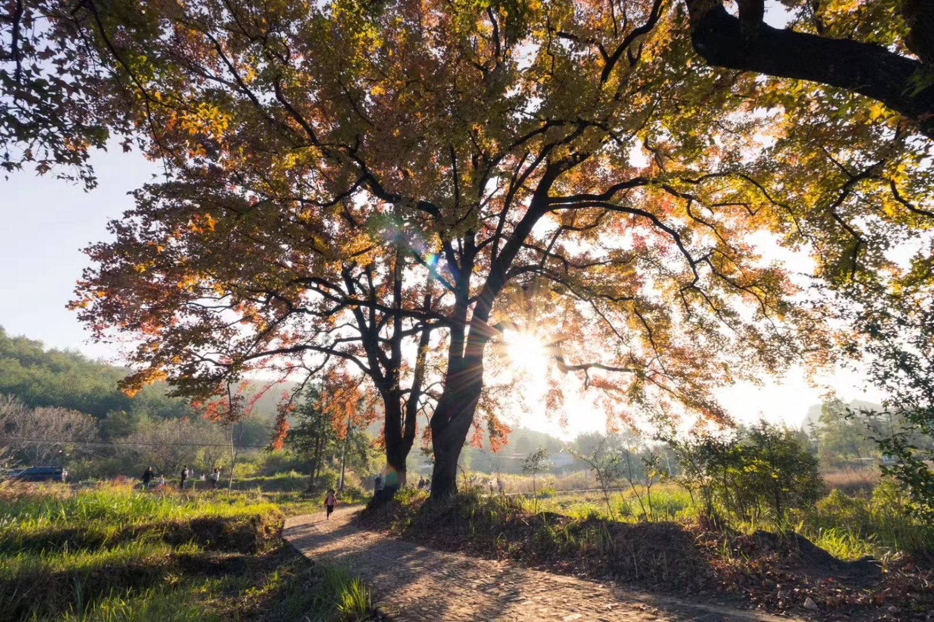 內莞楓葉 梁煥新 攝 內莞楓葉 梁煥新 攝