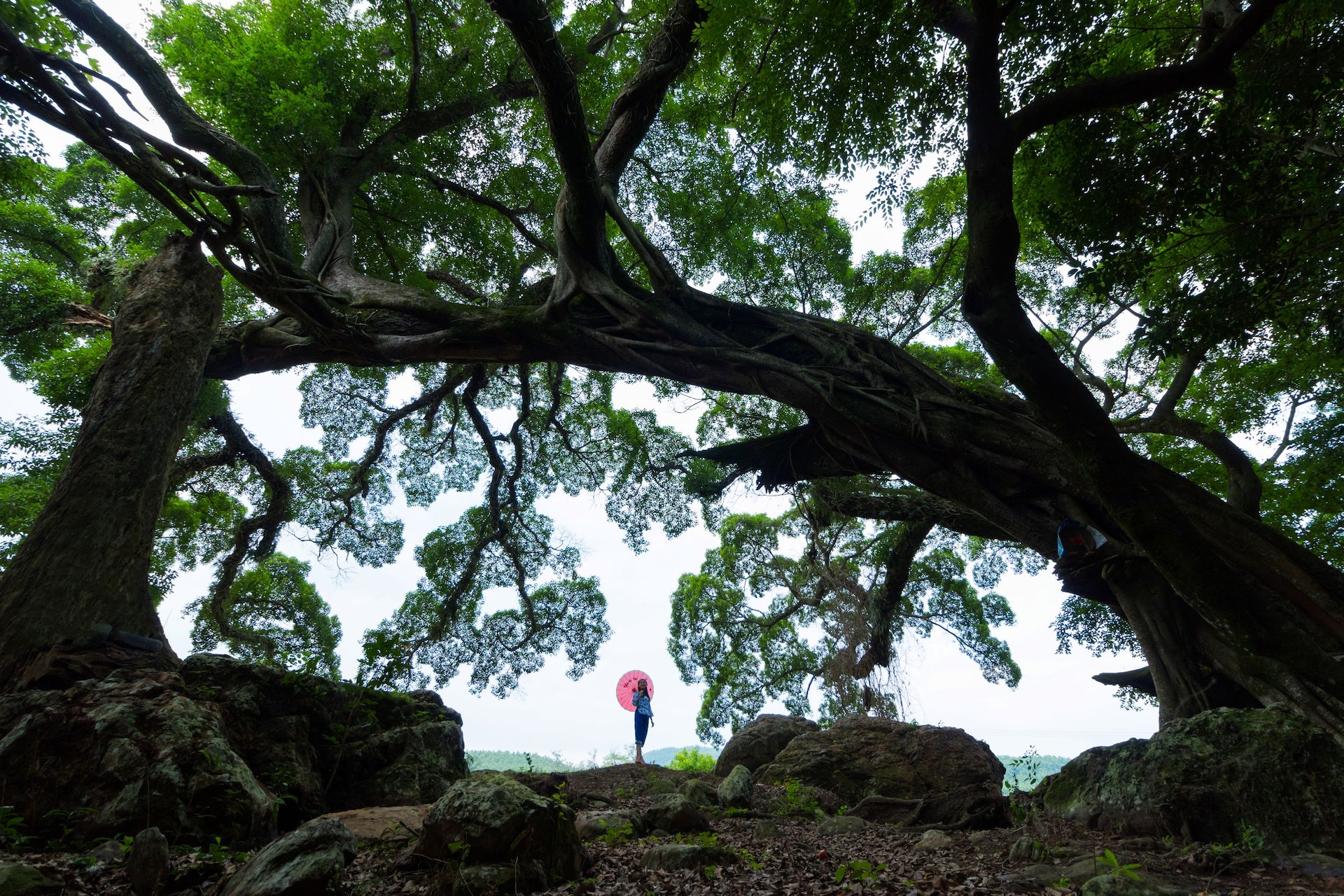 田源大榕樹 梁煥新攝 田源大榕樹 梁煥新攝