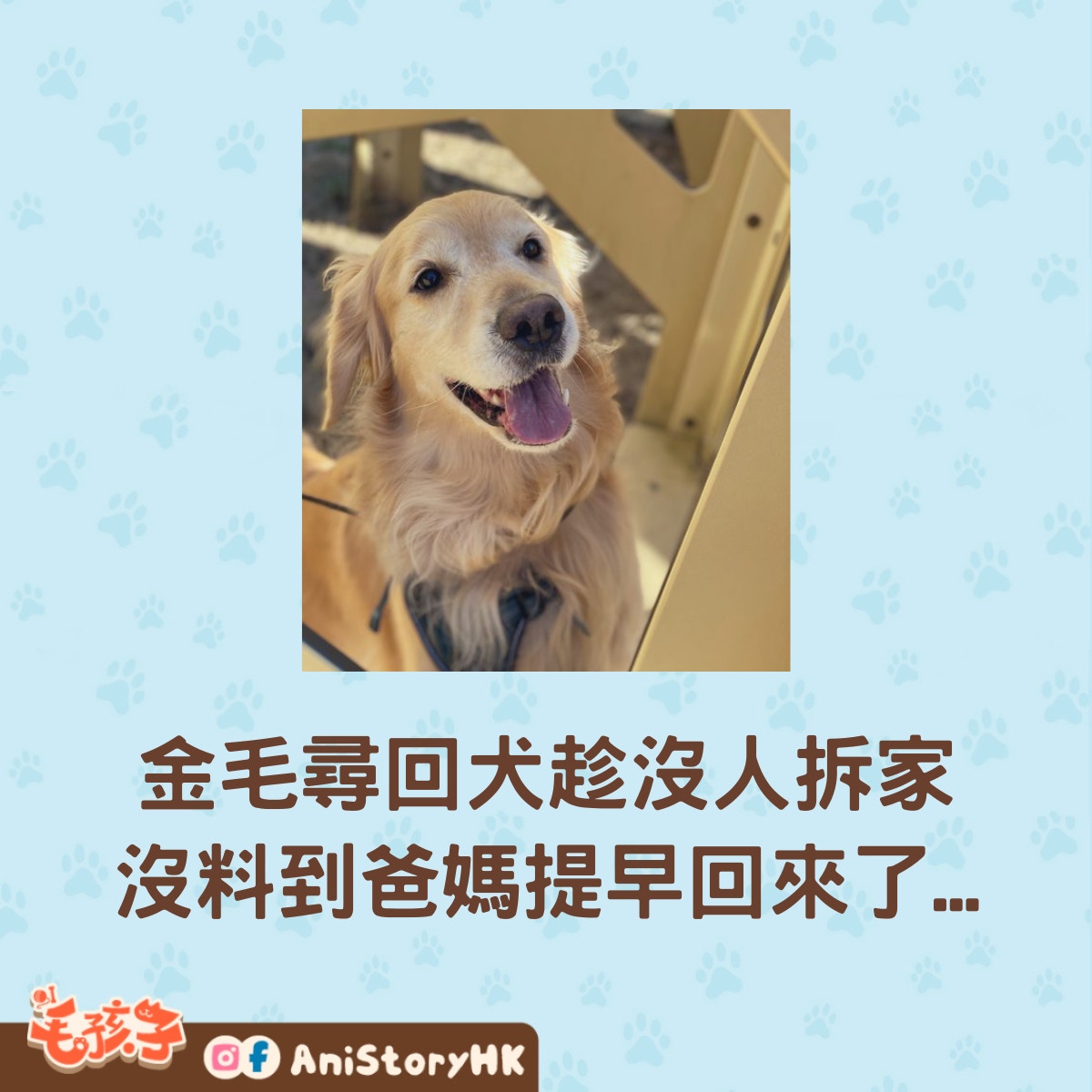 金毛尋回犬趁著家人外出，肆意地拆家破壞。沒想到爸媽提早回來，做壞事的一幕被撞破了。（twitter@lovetaemin1924）