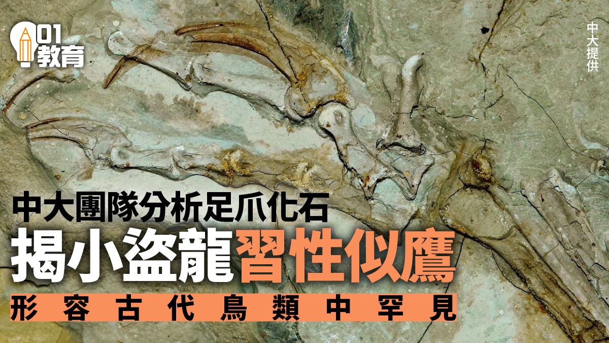 恐龍研究|中大揭白堊紀小盜龍生活方式與鷹相似 古代鳥類中罕見 恐龍研究|中大揭白堊紀小盜龍生活方式與鷹相似 古代鳥類中罕見