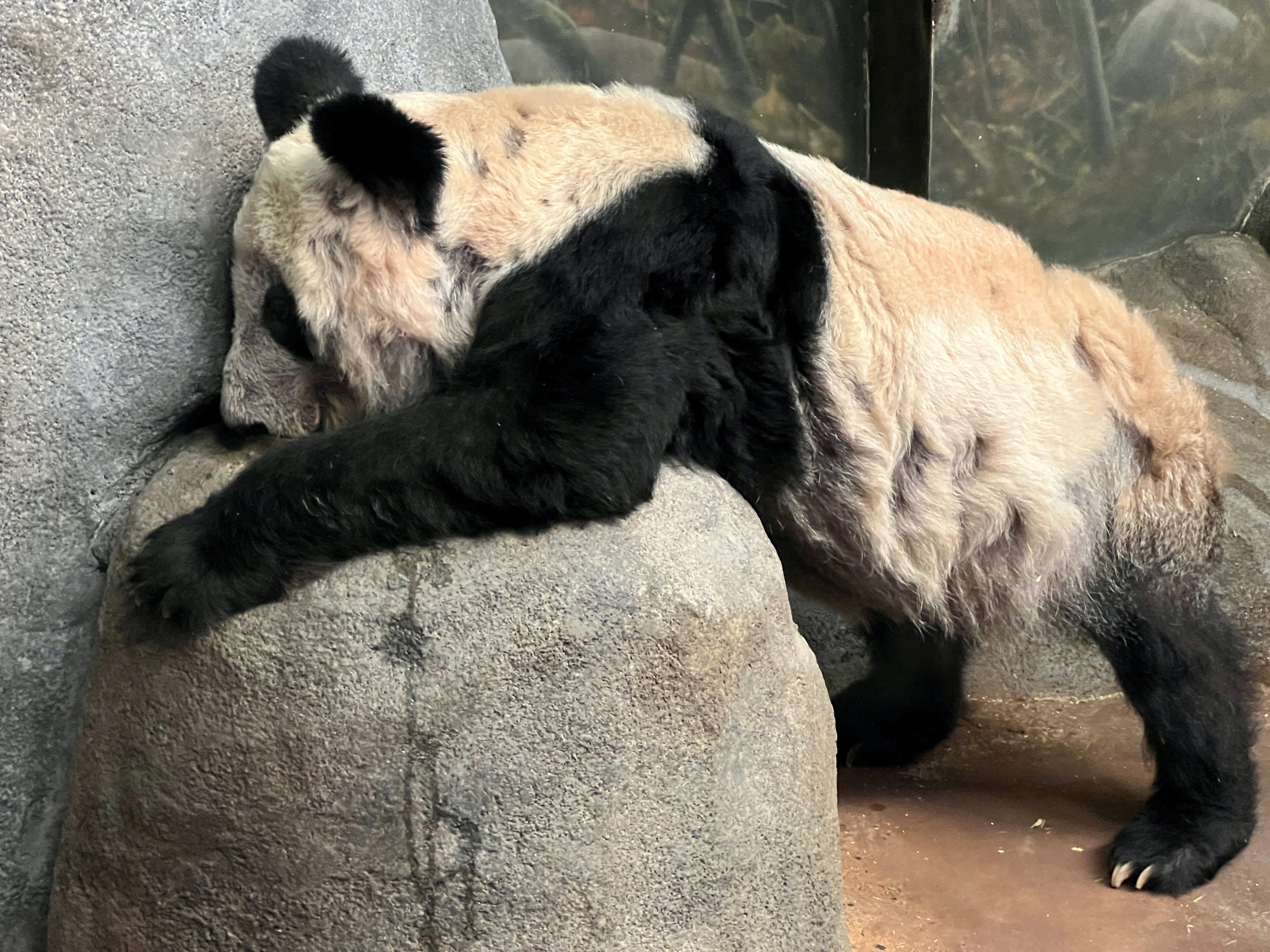 大熊猫丫丫：图为2020年10月18日，大熊猫丫丫的照片，牠旅居美国孟菲斯动物园，牠有皮肤问题、体形较瘦。（Reuters）